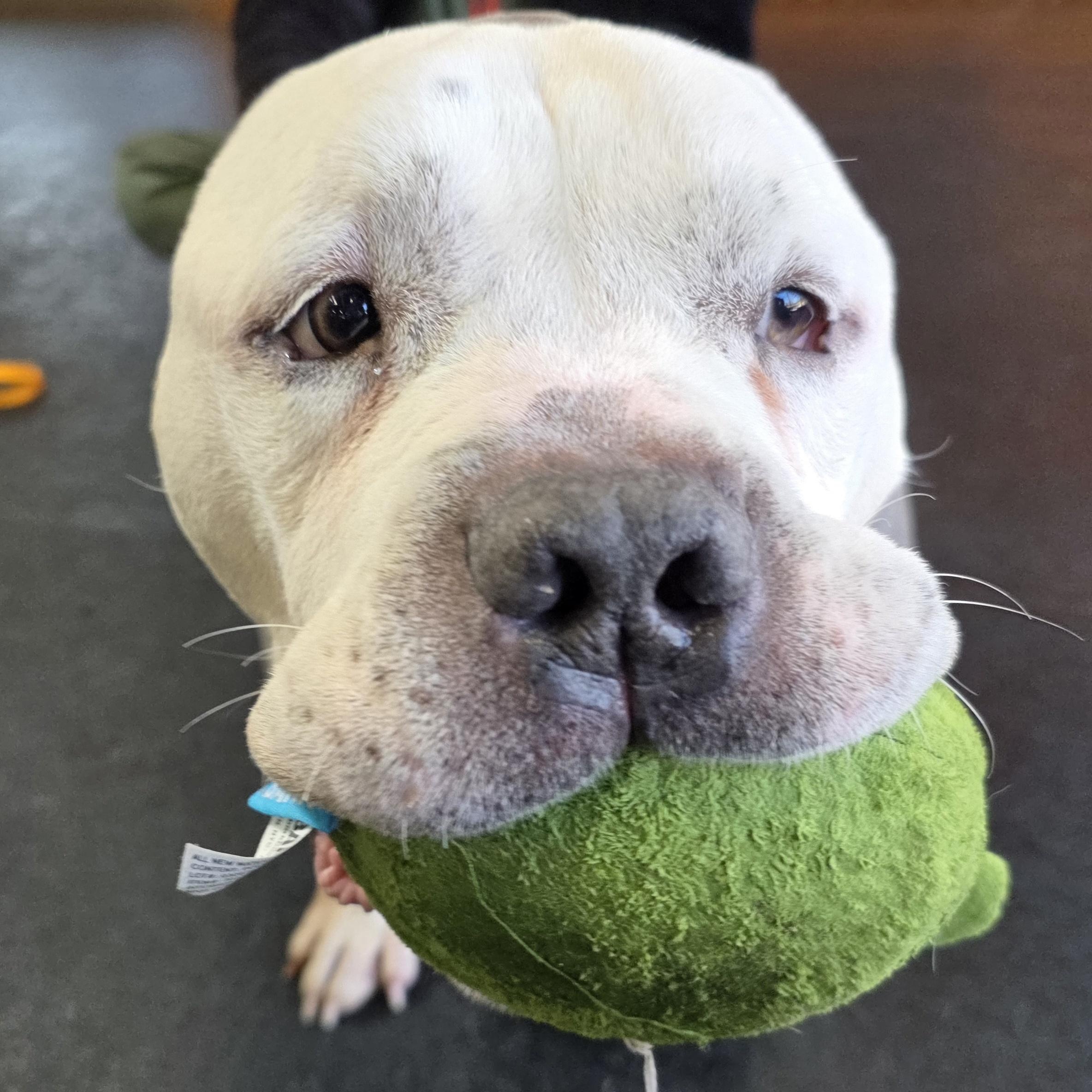 Tofu, ADOPTABLE, Senior Male American Bully.