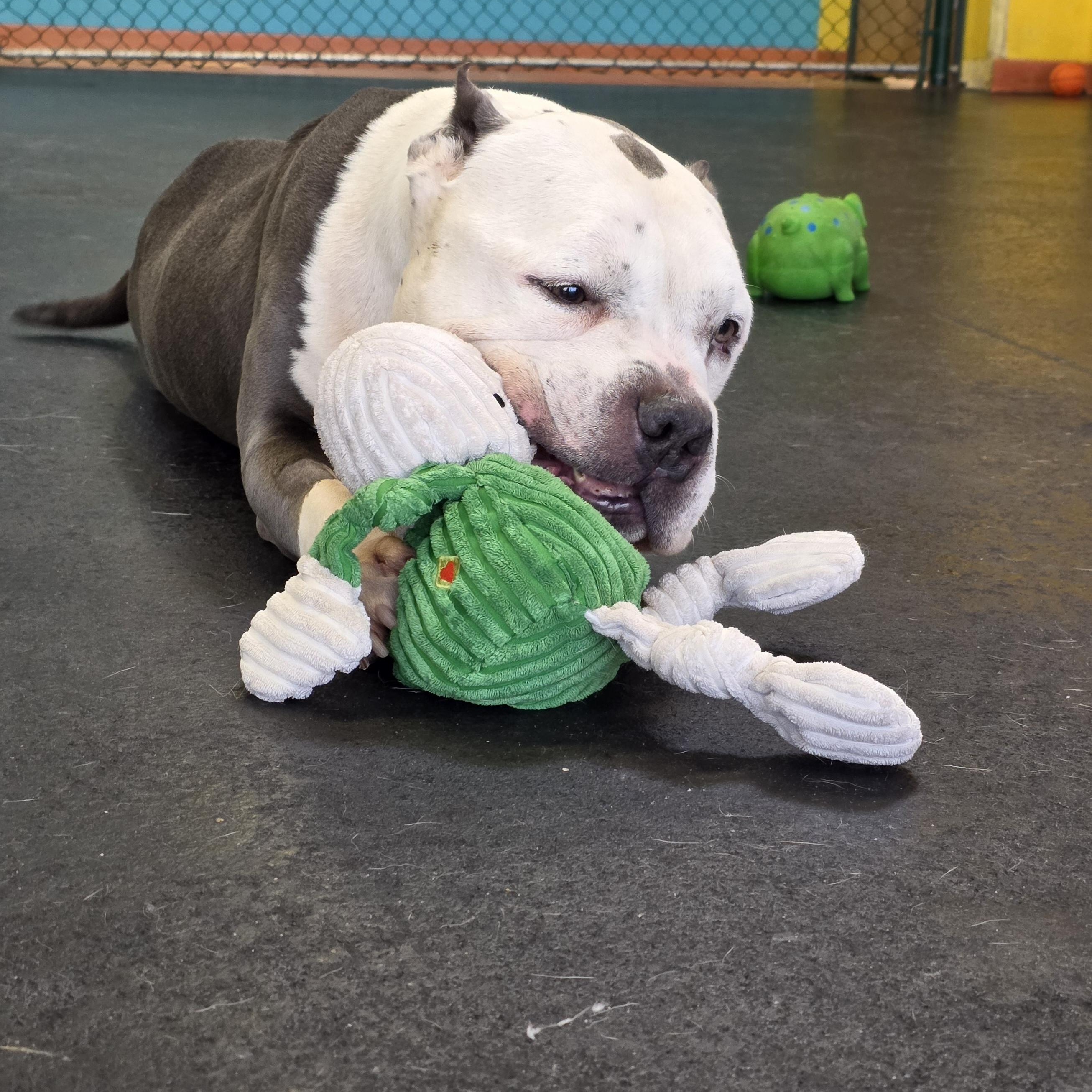 Enlarge Tofu, a ADOPTABLE American Bully in Wheeling, IL image 4/5