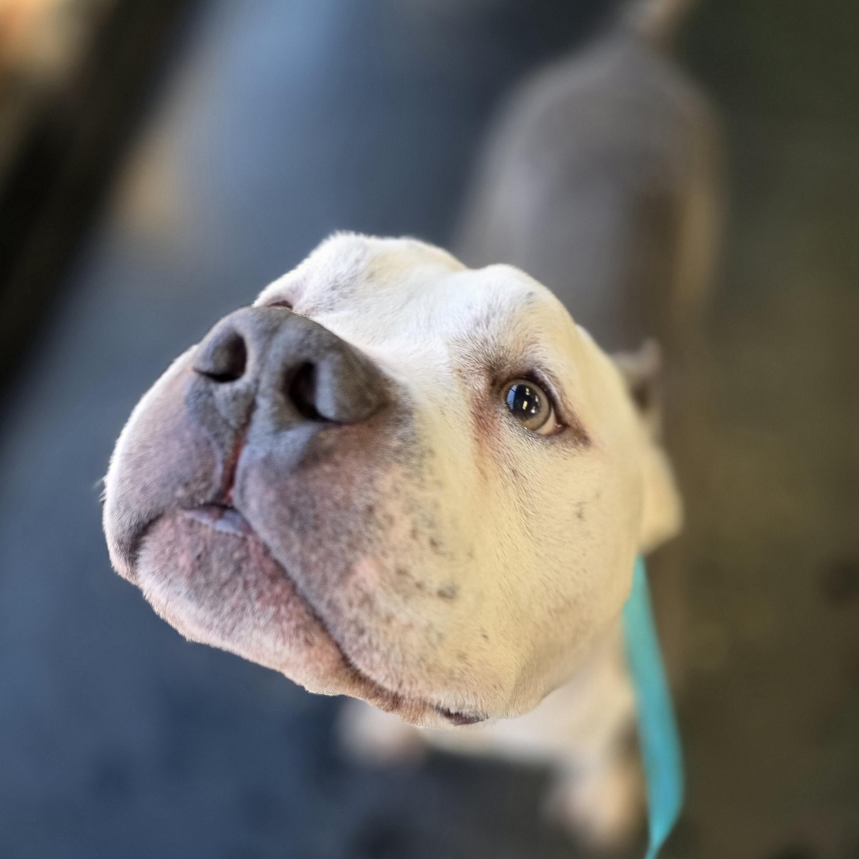 Enlarge Tofu, a ADOPTABLE American Bully in Wheeling, IL image 3/5