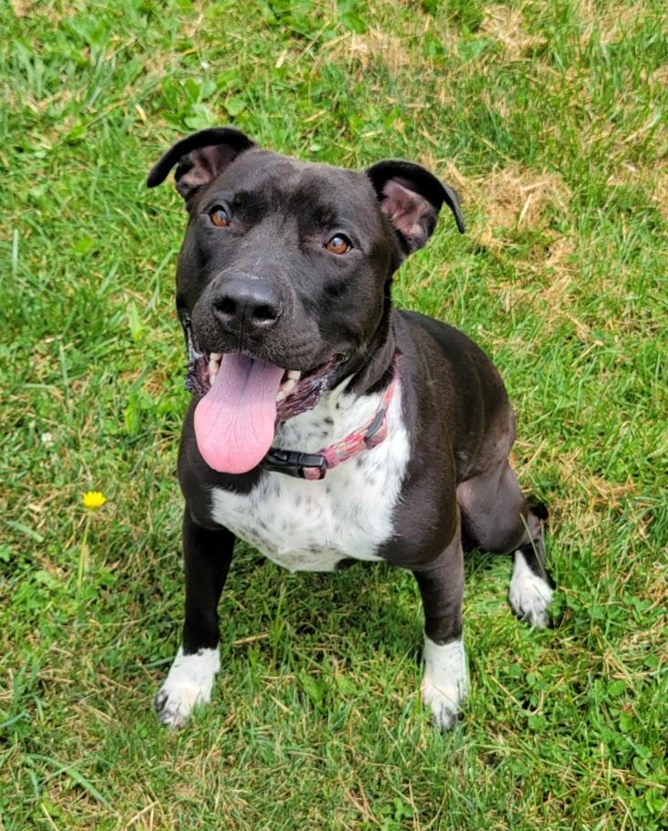 Zara, adopted, Adult Female American Staffordshire Terrier.