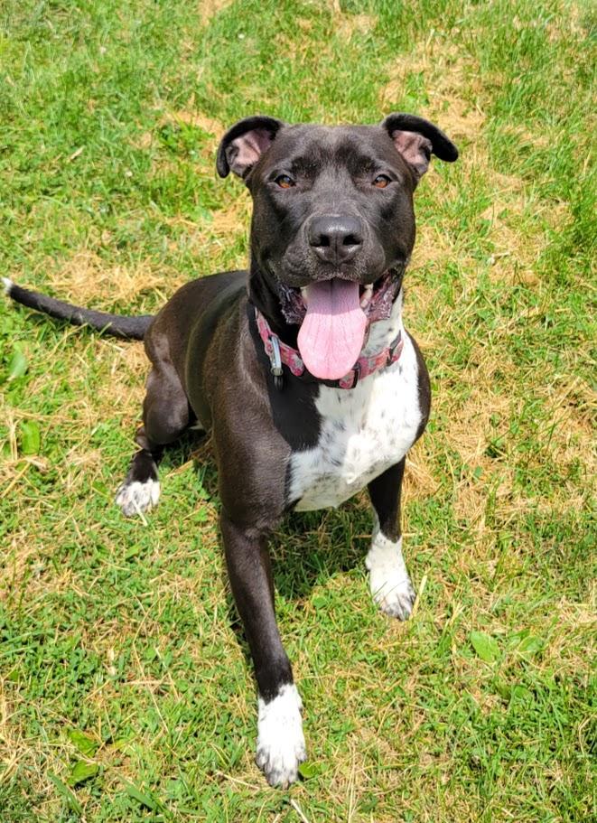 Zara, an adopted mixed breed in Lisbon, OH image 3/3