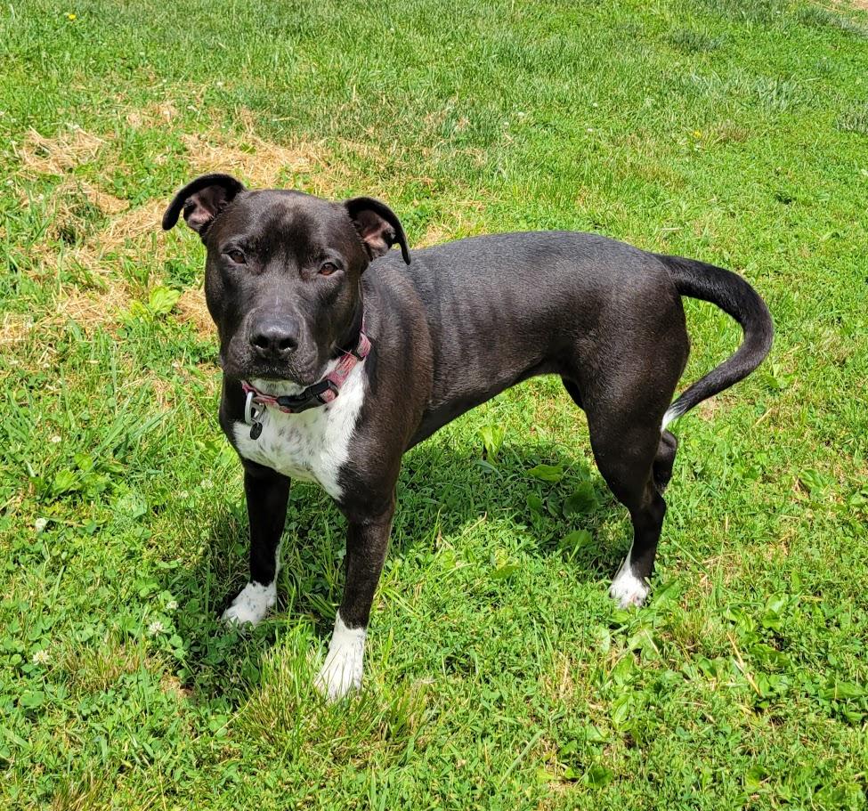 Zara, an adopted mixed breed in Lisbon, OH image 2/3
