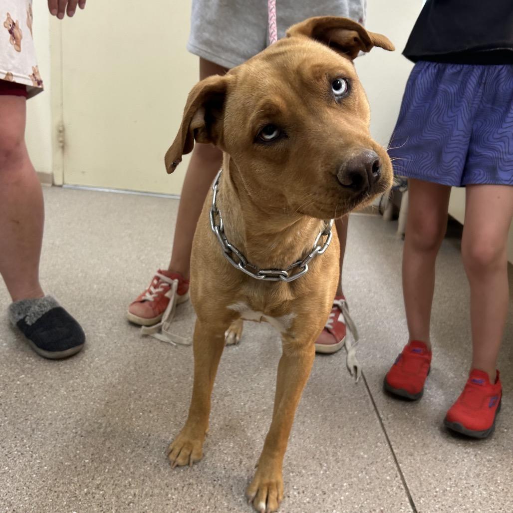 Enlarge Frejya, a ADOPTABLE mixed breed in Fallon, NV image 1/1