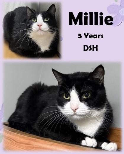 Millie, ADOPTABLE, Adult Female Domestic Short Hair.
