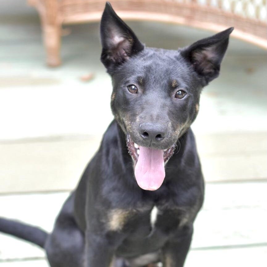 Scout (Victoria Litter) photo