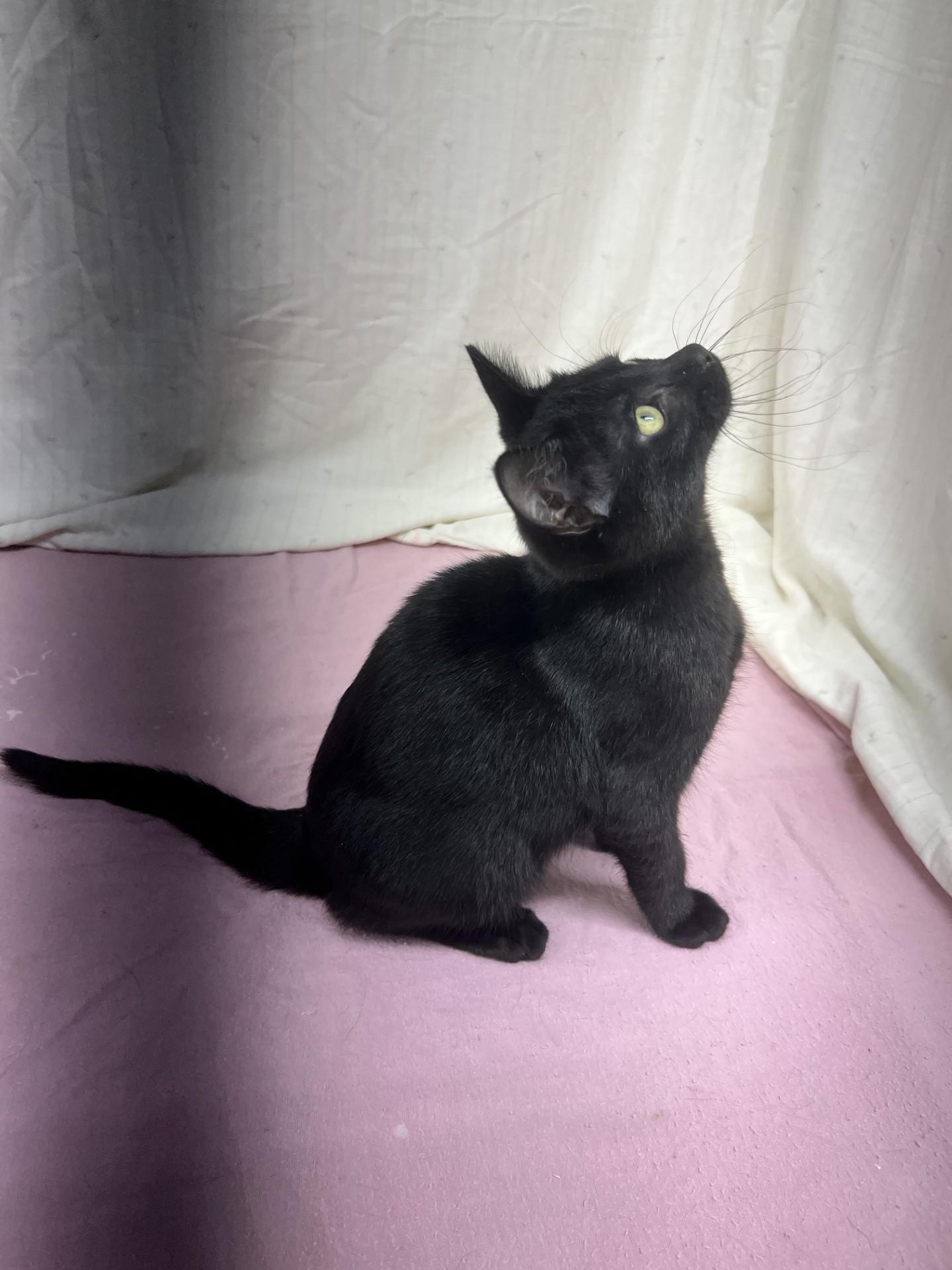 Bipp, an adoptable mixed breed in Upper Sandusky, OH image 2/2