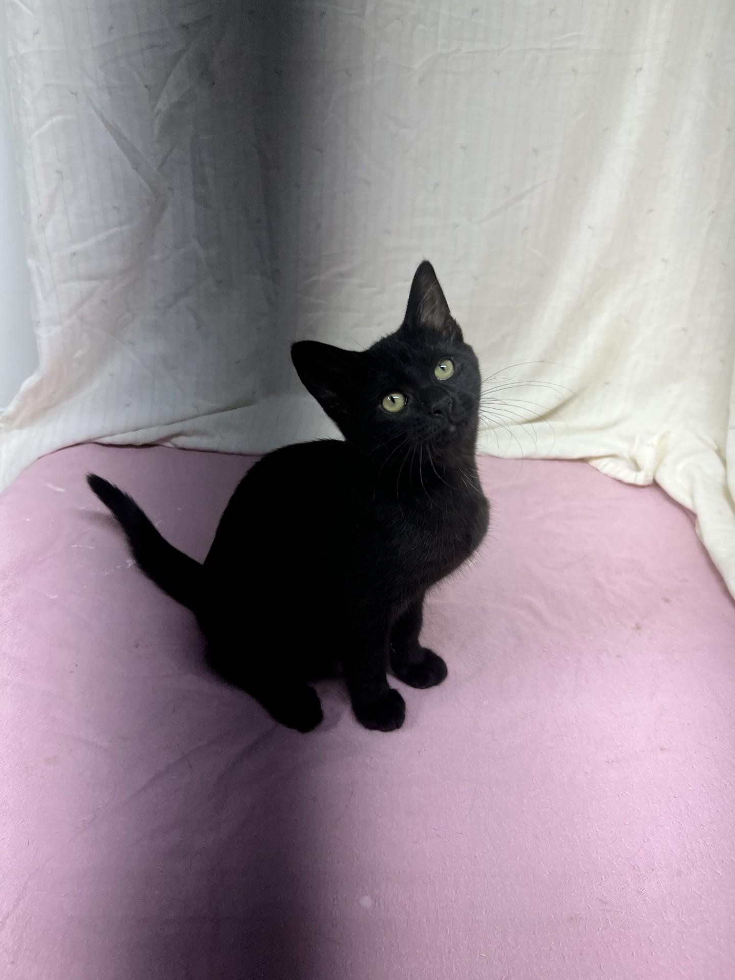 Bipp, adoptable, Young Male Domestic Short Hair.