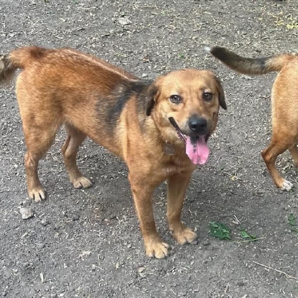 Ryno, Adoptable, Adult Male Retriever & Shepherd.