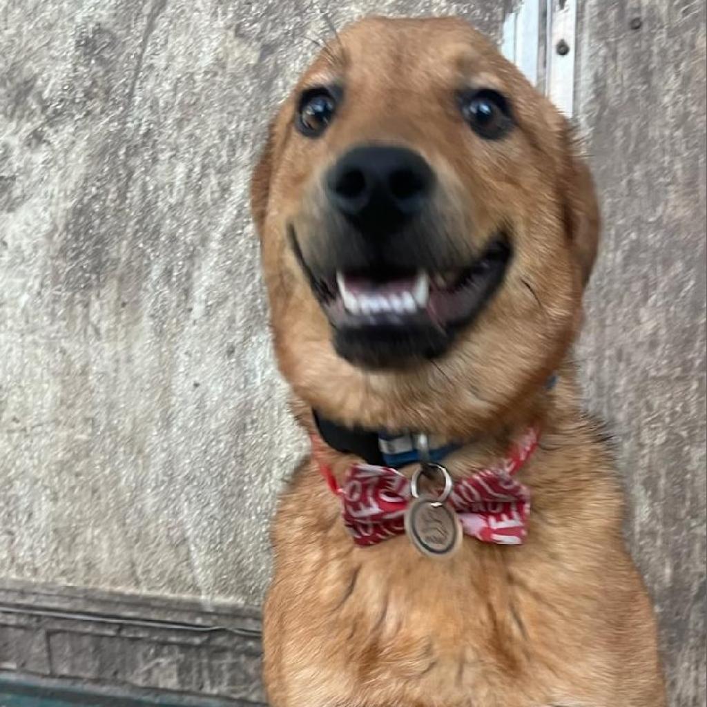 Ryno, a Adoptable mixed breed in San Antonio, TX image 2/5