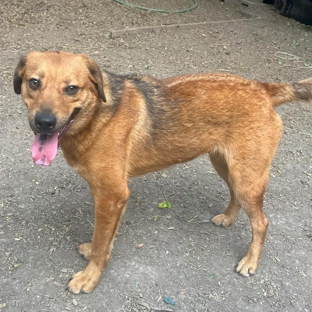 Ryno, a Adoptable mixed breed in San Antonio, TX image 3/5