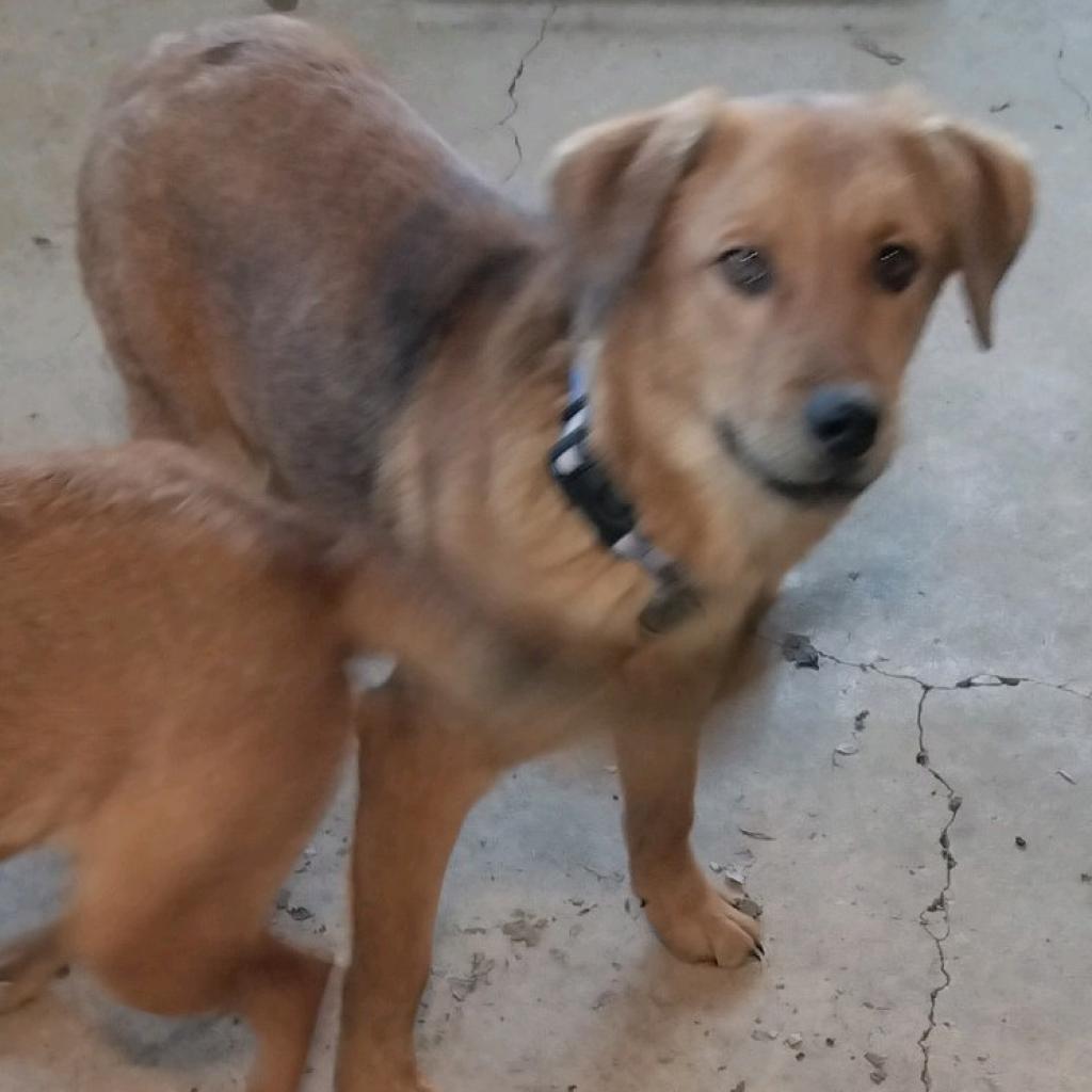 Ryno, a Adoptable mixed breed in San Antonio, TX image 5/5