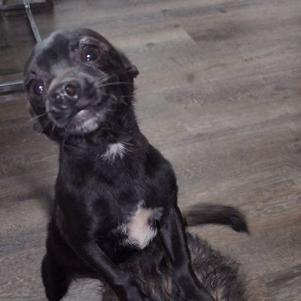 JAKE, Adopted, Young Male Chihuahua & Rat Terrier.