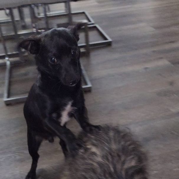 Enlarge JAKE, a Adopted mixed breed in Pasadena, TX image 2/6