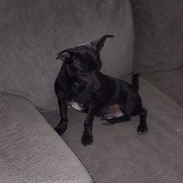 Enlarge JAKE, a Adopted mixed breed in Pasadena, TX image 3/6