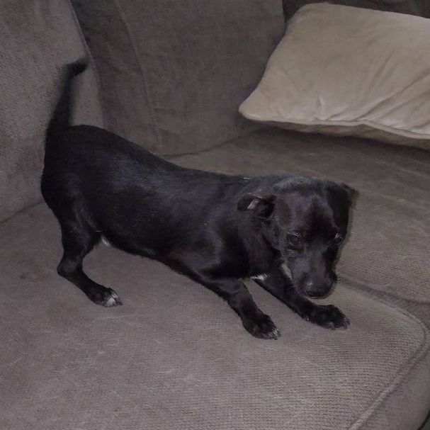 Enlarge JAKE, a Adopted mixed breed in Pasadena, TX image 4/6