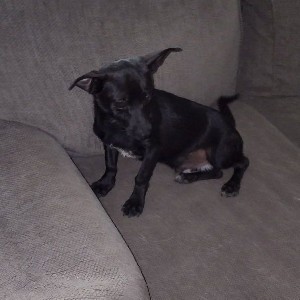 Enlarge JAKE, a Adopted mixed breed in Pasadena, TX image 6/6