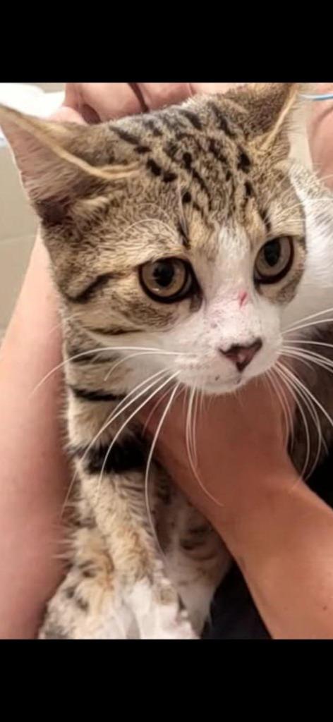 Houdini, Adoptable, Young Male Domestic Short Hair.