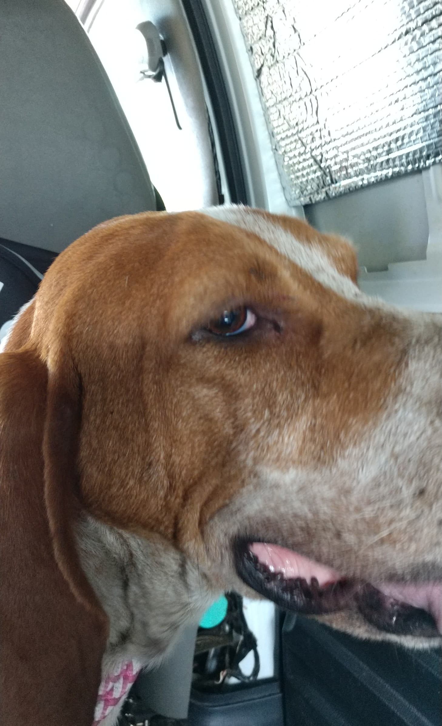 Enlarge Elvis, a Adopted Treeing Walker Coonhound in Mountain City, TN image 1/1