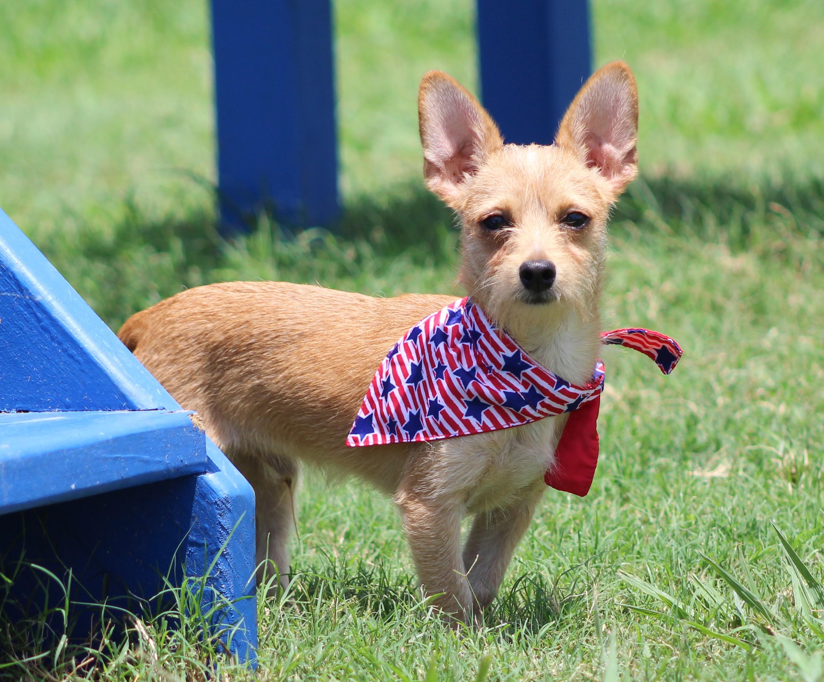 Enlarge Radar, a ADOPTABLE mixed breed in Temple, TX image 4/4