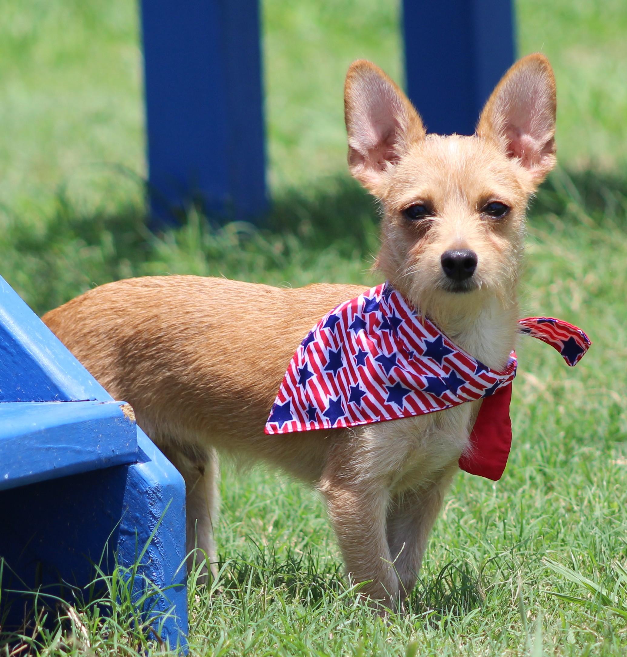 Enlarge Radar, a ADOPTABLE mixed breed in Temple, TX image 3/4