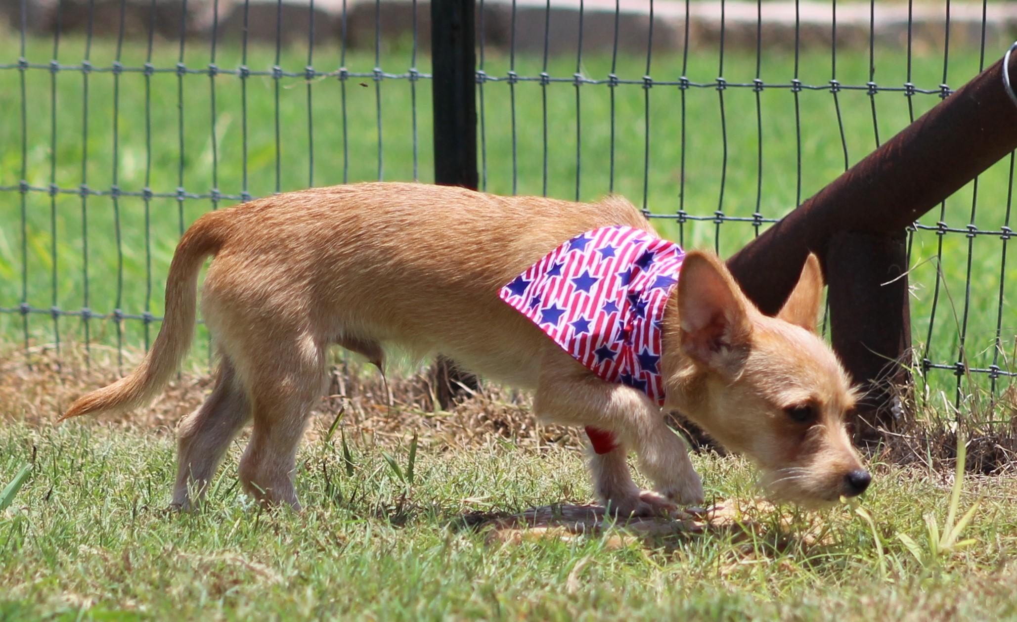 Enlarge Radar, a ADOPTABLE mixed breed in Temple, TX image 2/4