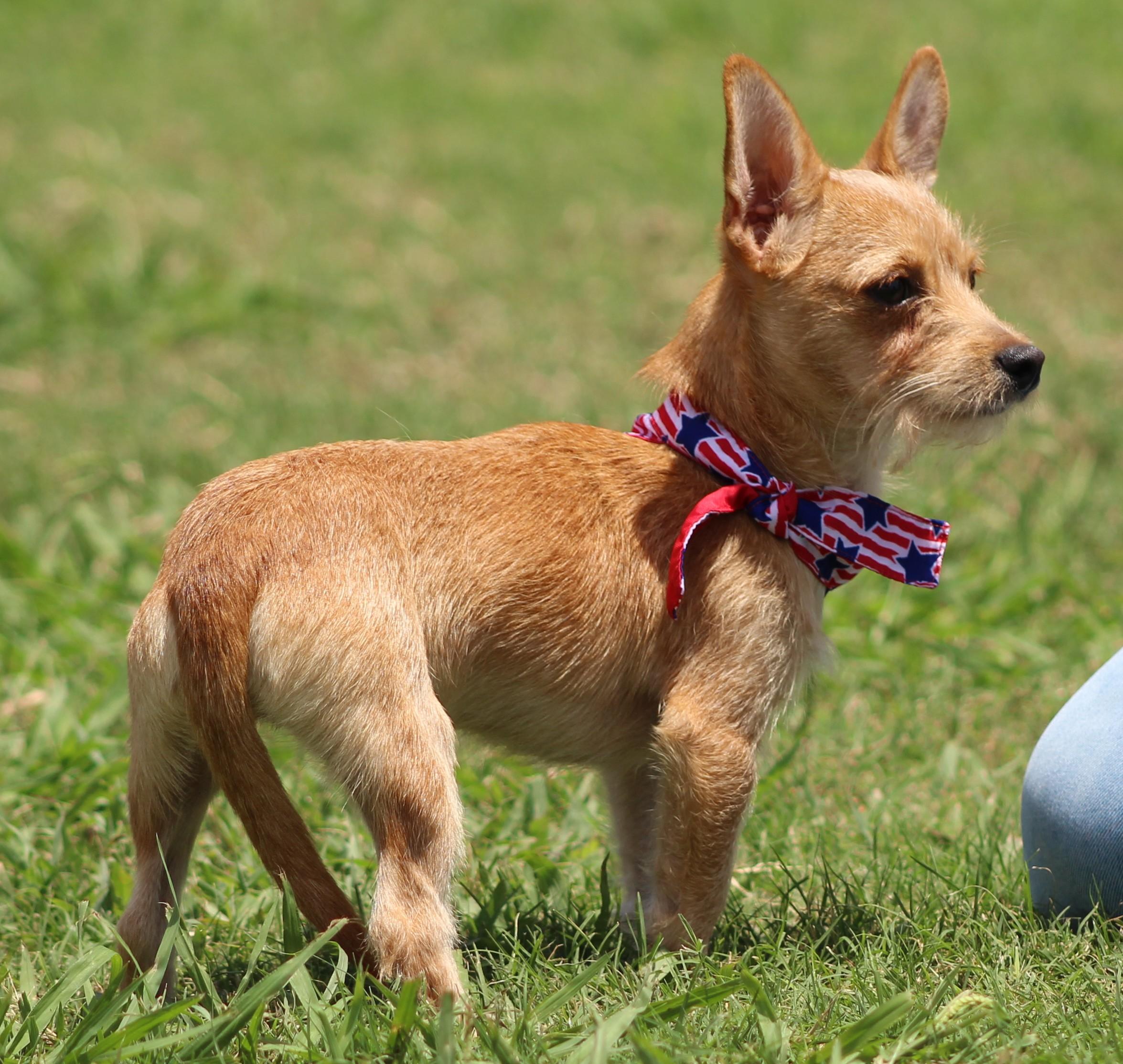 Enlarge Radar, a ADOPTABLE mixed breed in Temple, TX image 1/4