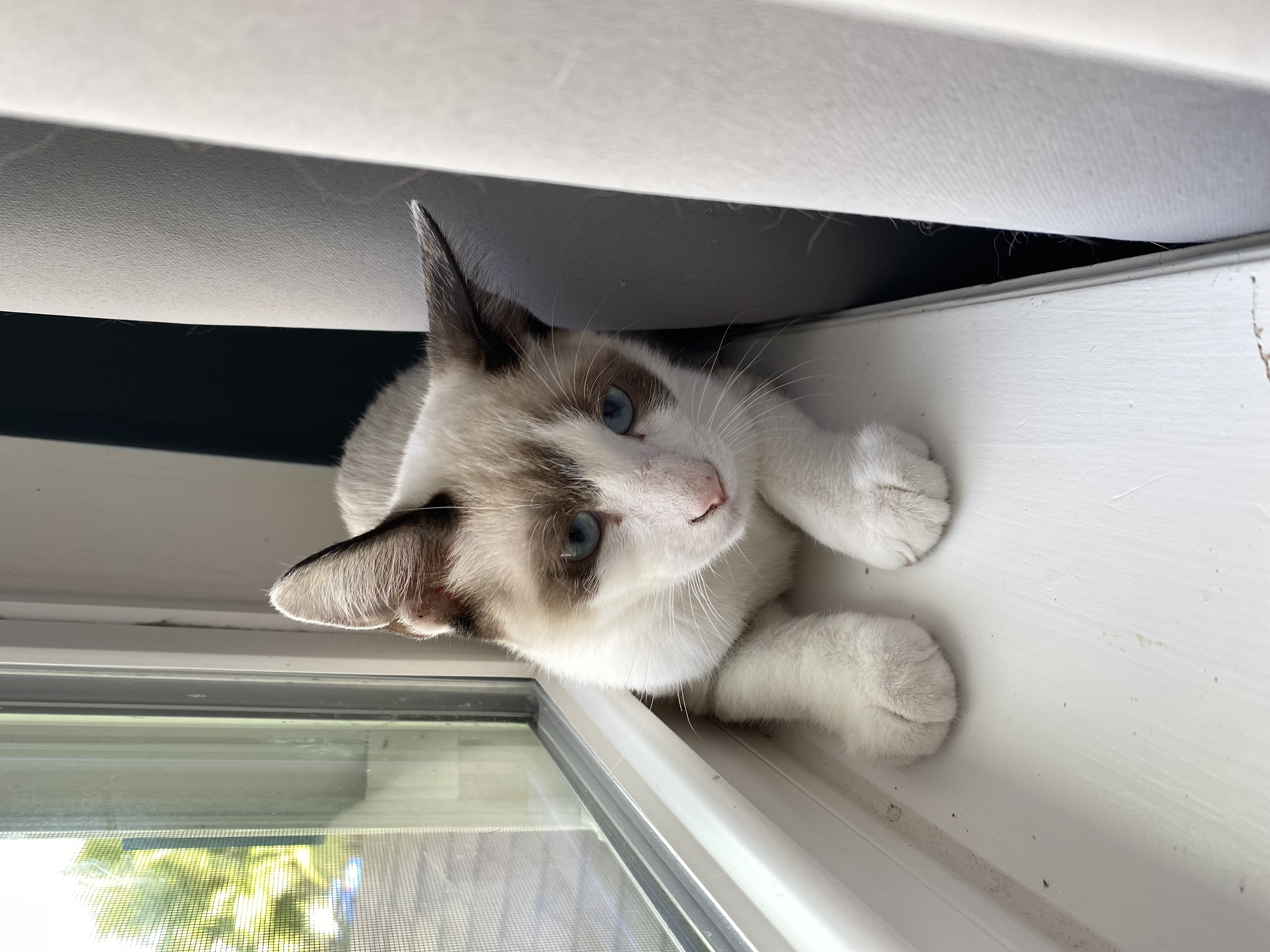 Colton, a Adopted Snowshoe in Ponte vedra, FL image 1/2