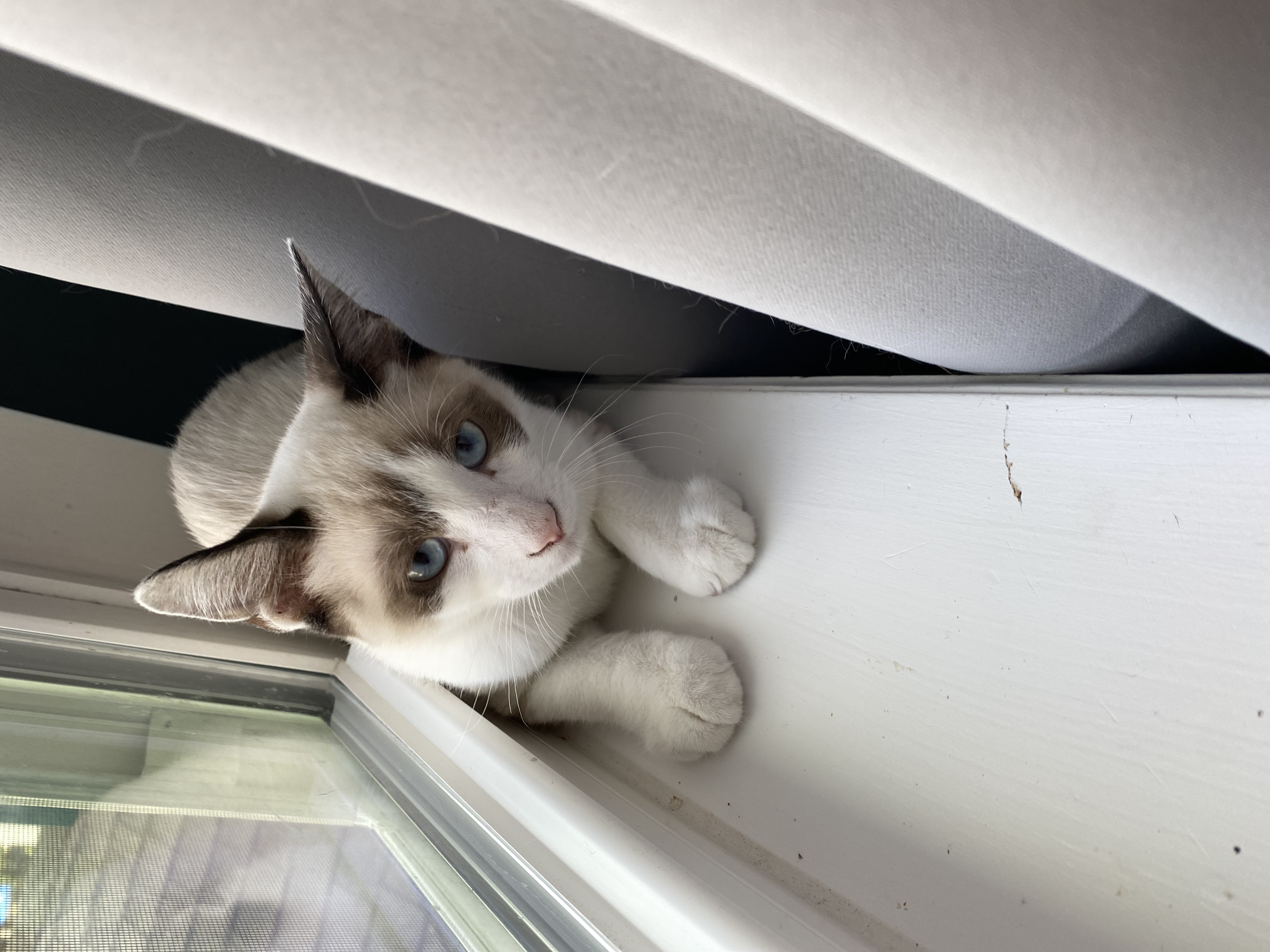 Colton, a Adopted Snowshoe in Ponte vedra, FL image 2/2