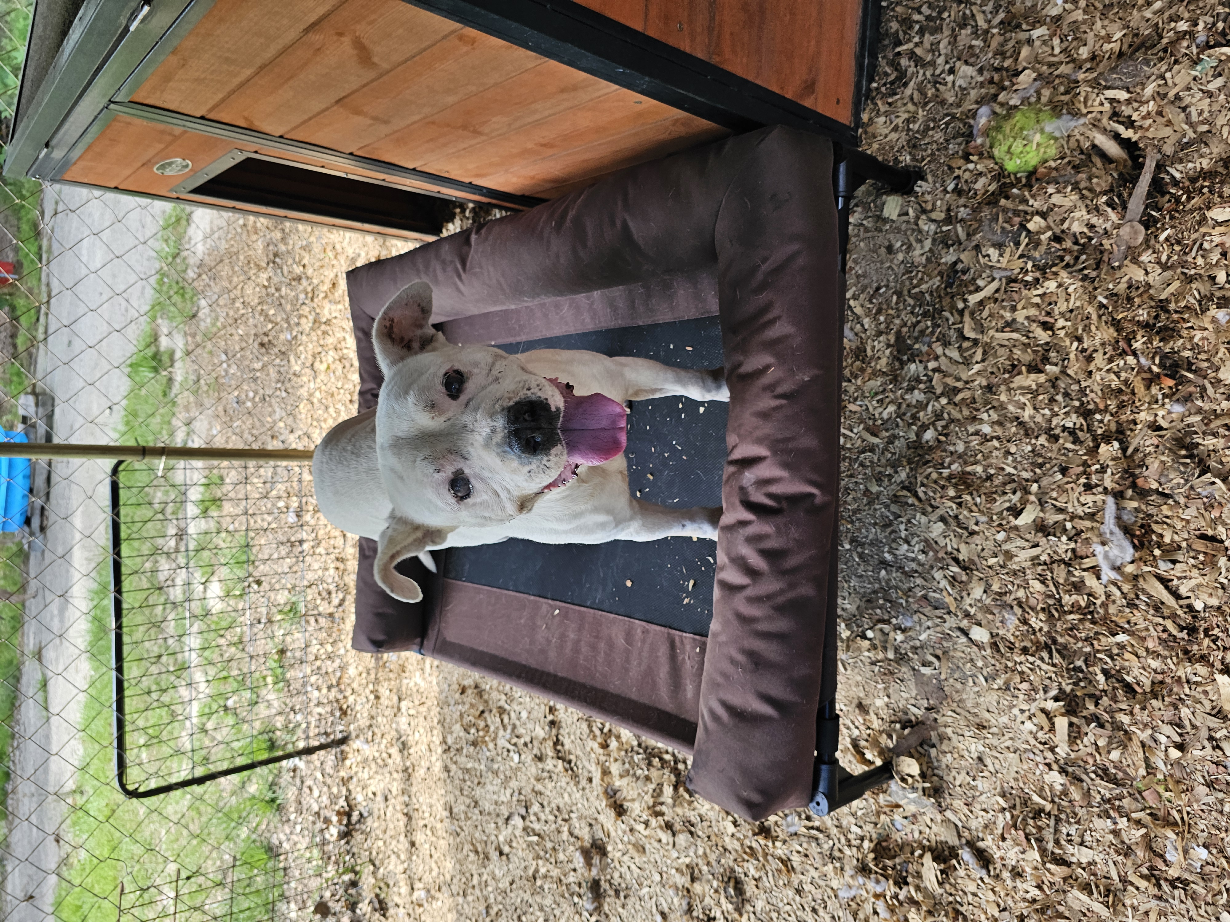 Tilly, Adopted, Senior Female Pit Bull Terrier.