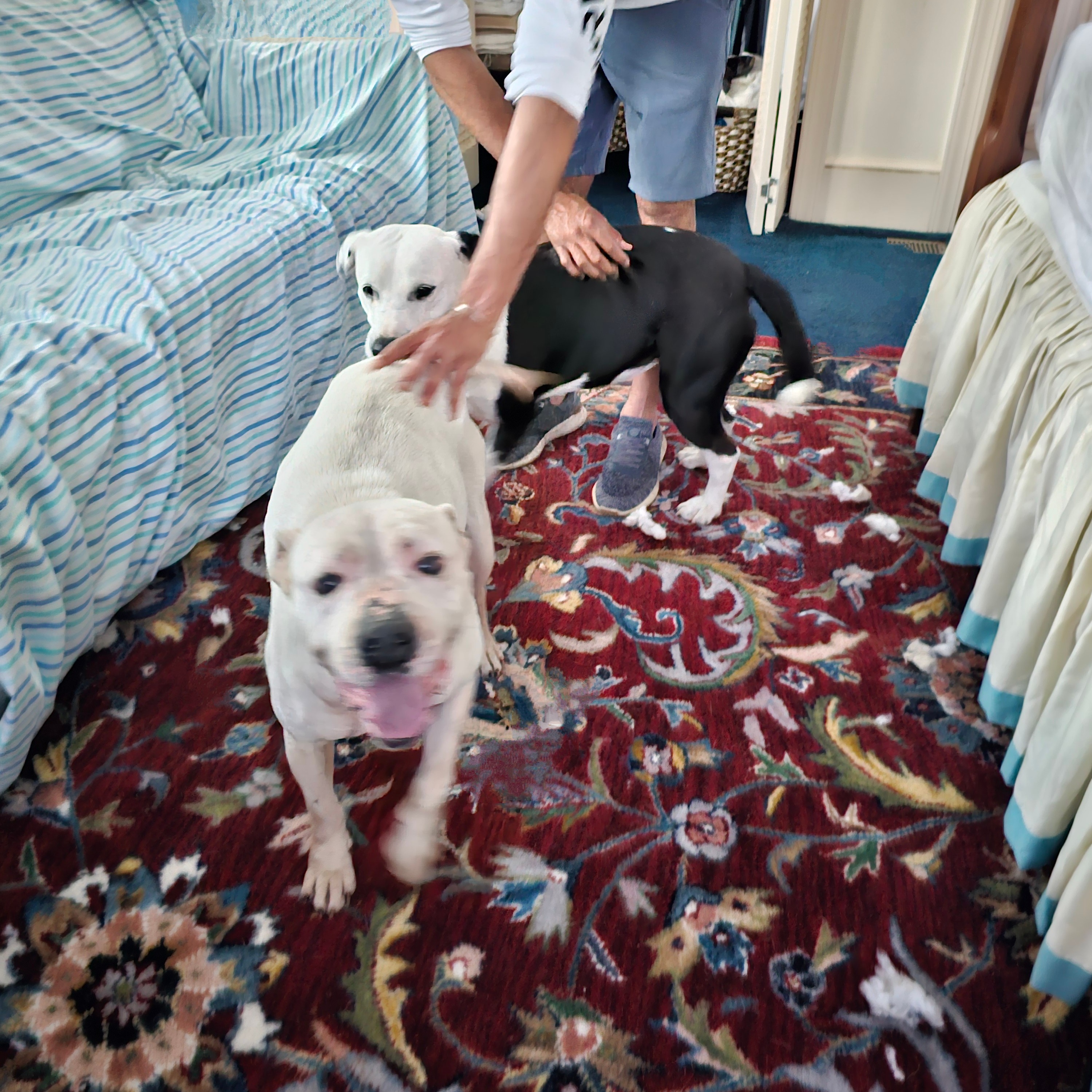 Tilly, Adopted, Senior Female Pit Bull Terrier.
