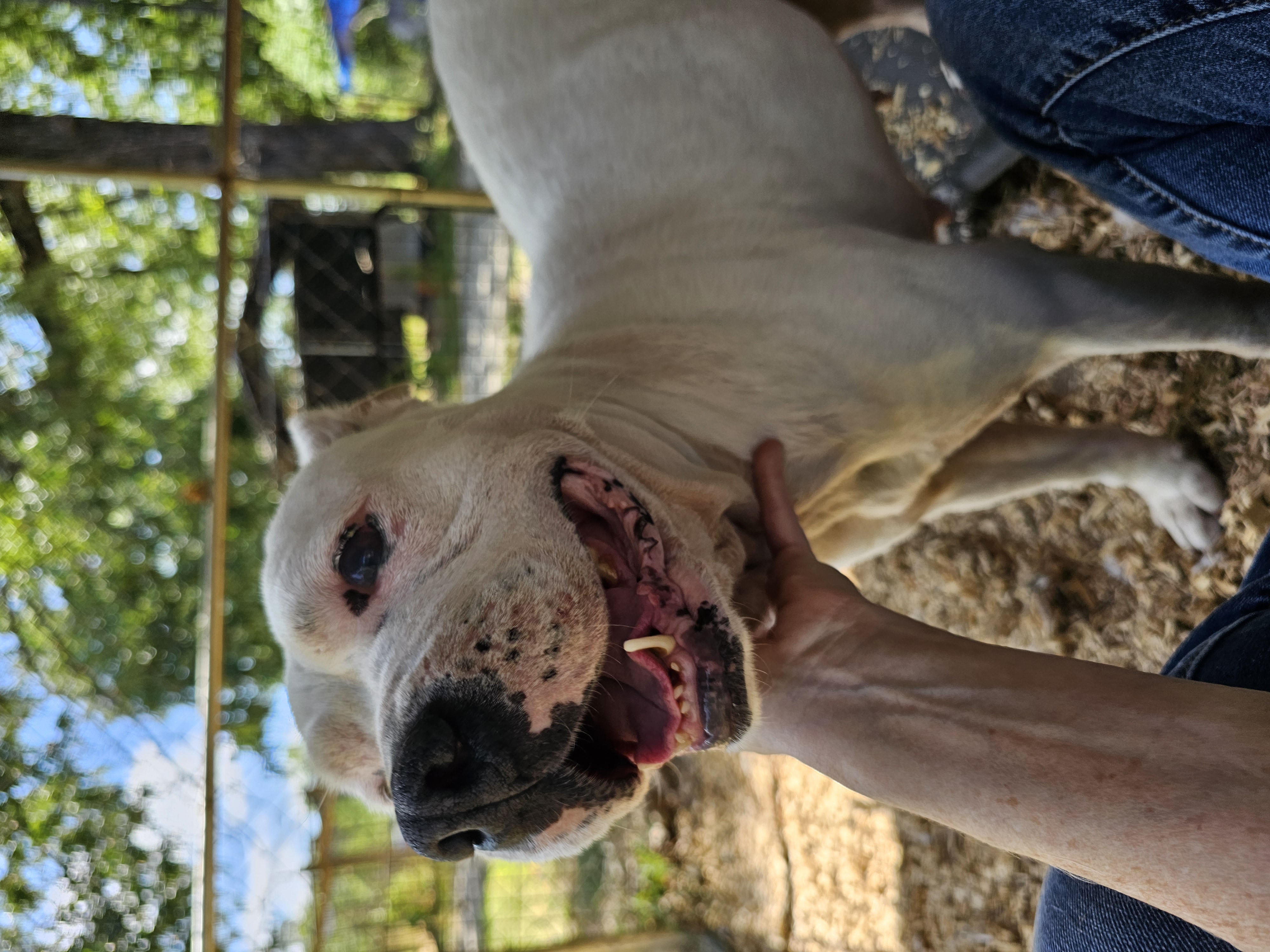 Tilly, a Adopted Pit Bull Terrier in Orangeburg, SC image 3/6