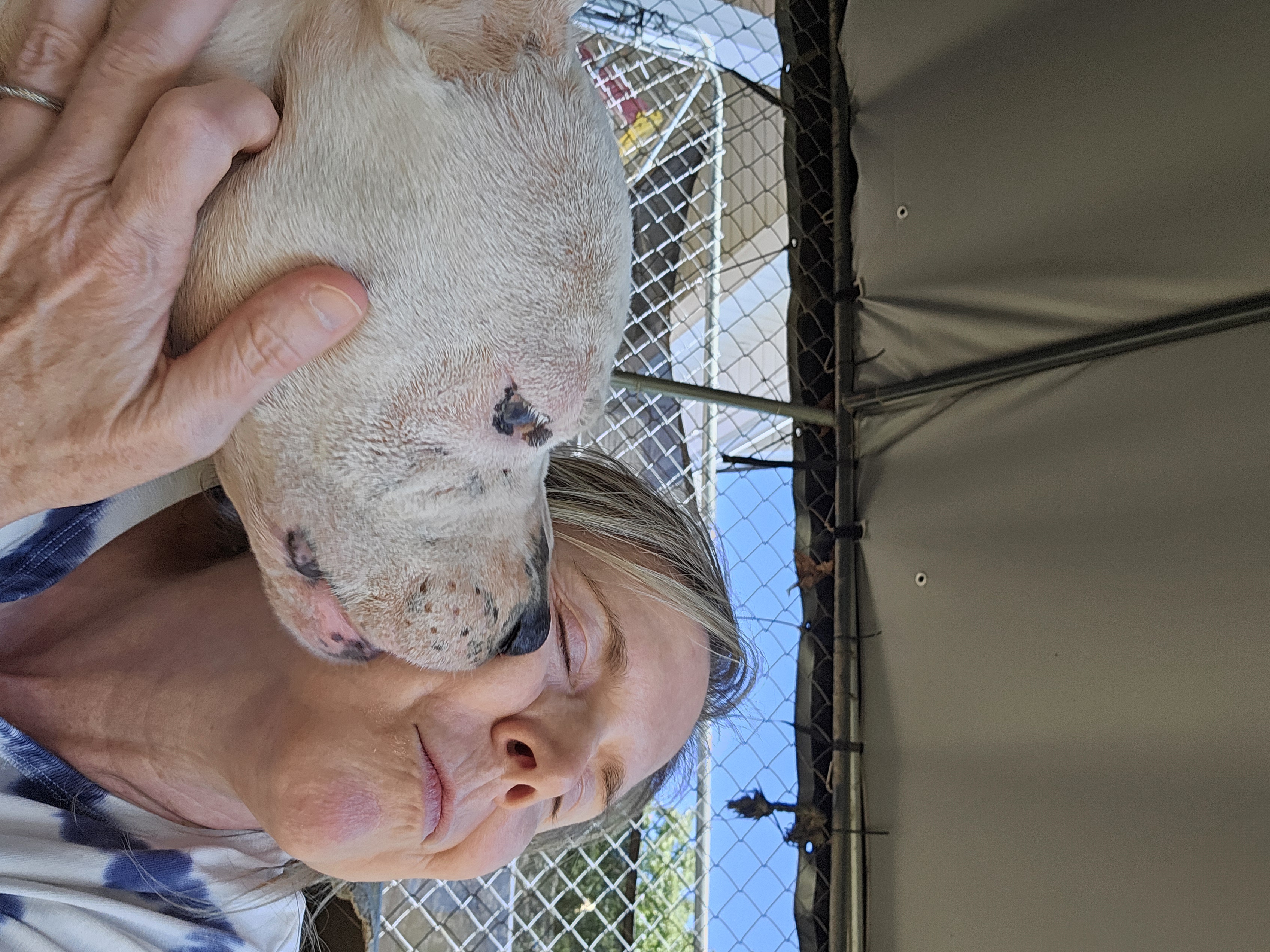 Tilly, a Adopted Pit Bull Terrier in Orangeburg, SC image 4/6