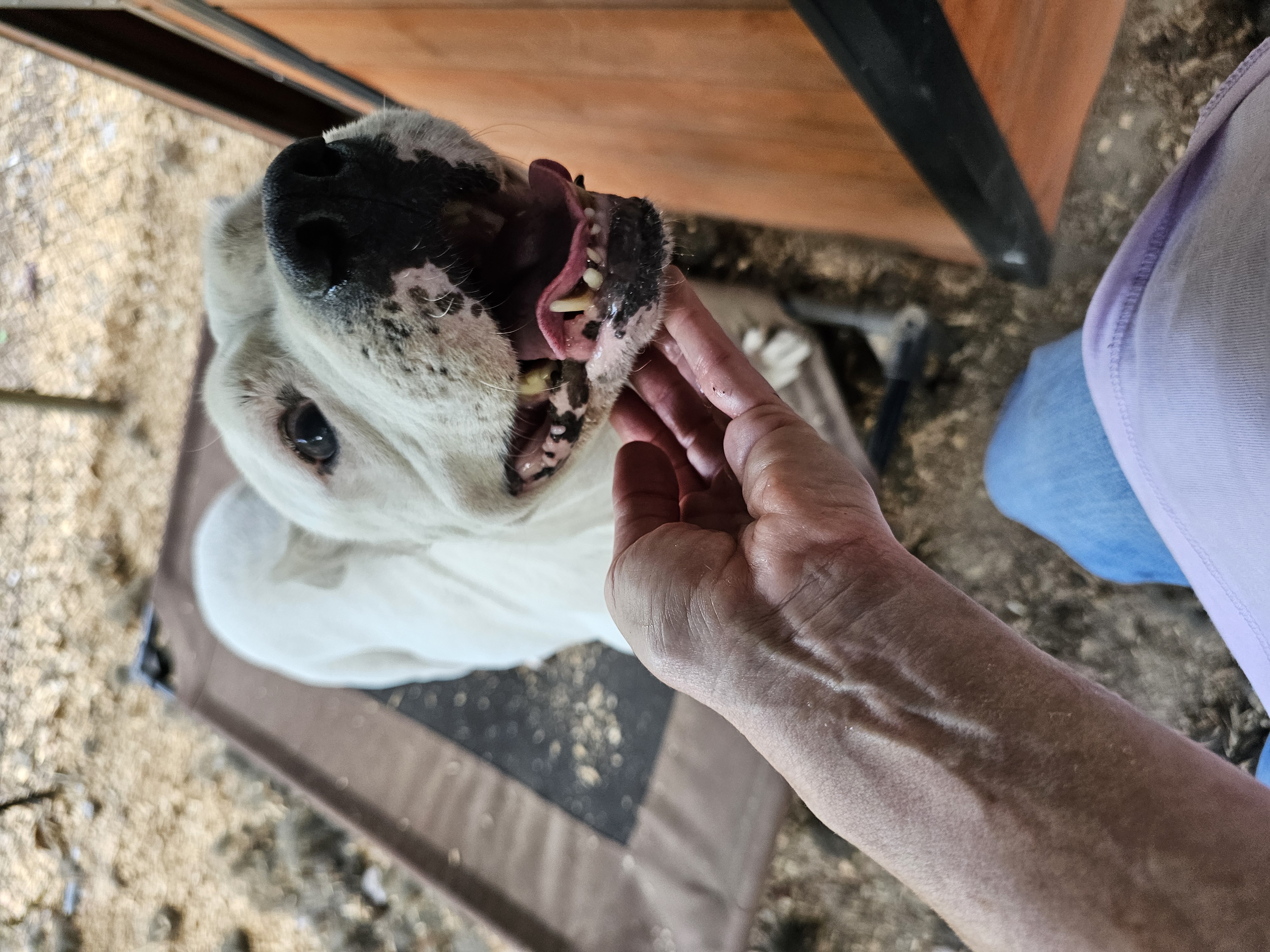 Tilly, a Adopted Pit Bull Terrier in Orangeburg, SC image 5/6