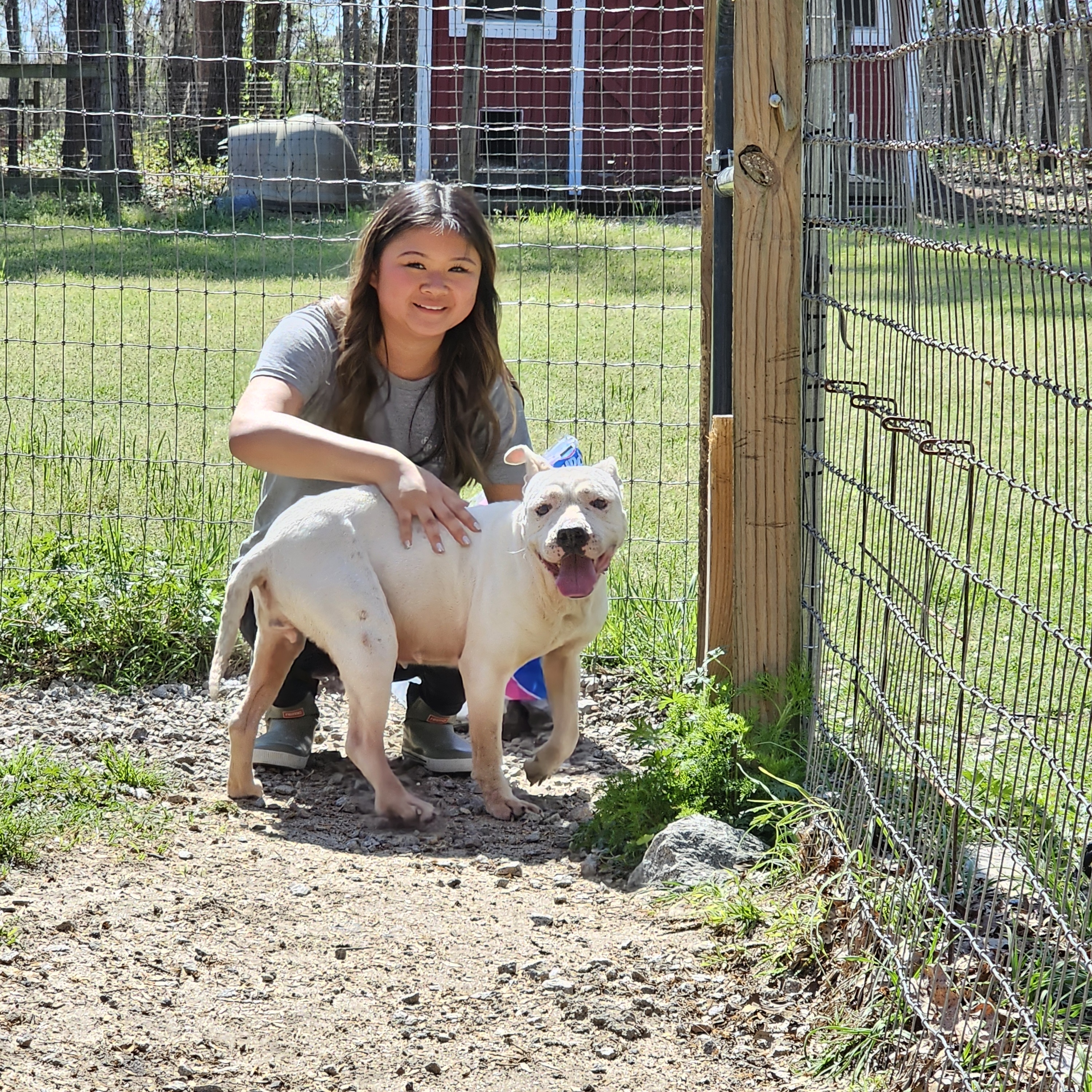 Tilly, a Adopted Pit Bull Terrier in Orangeburg, SC image 6/6