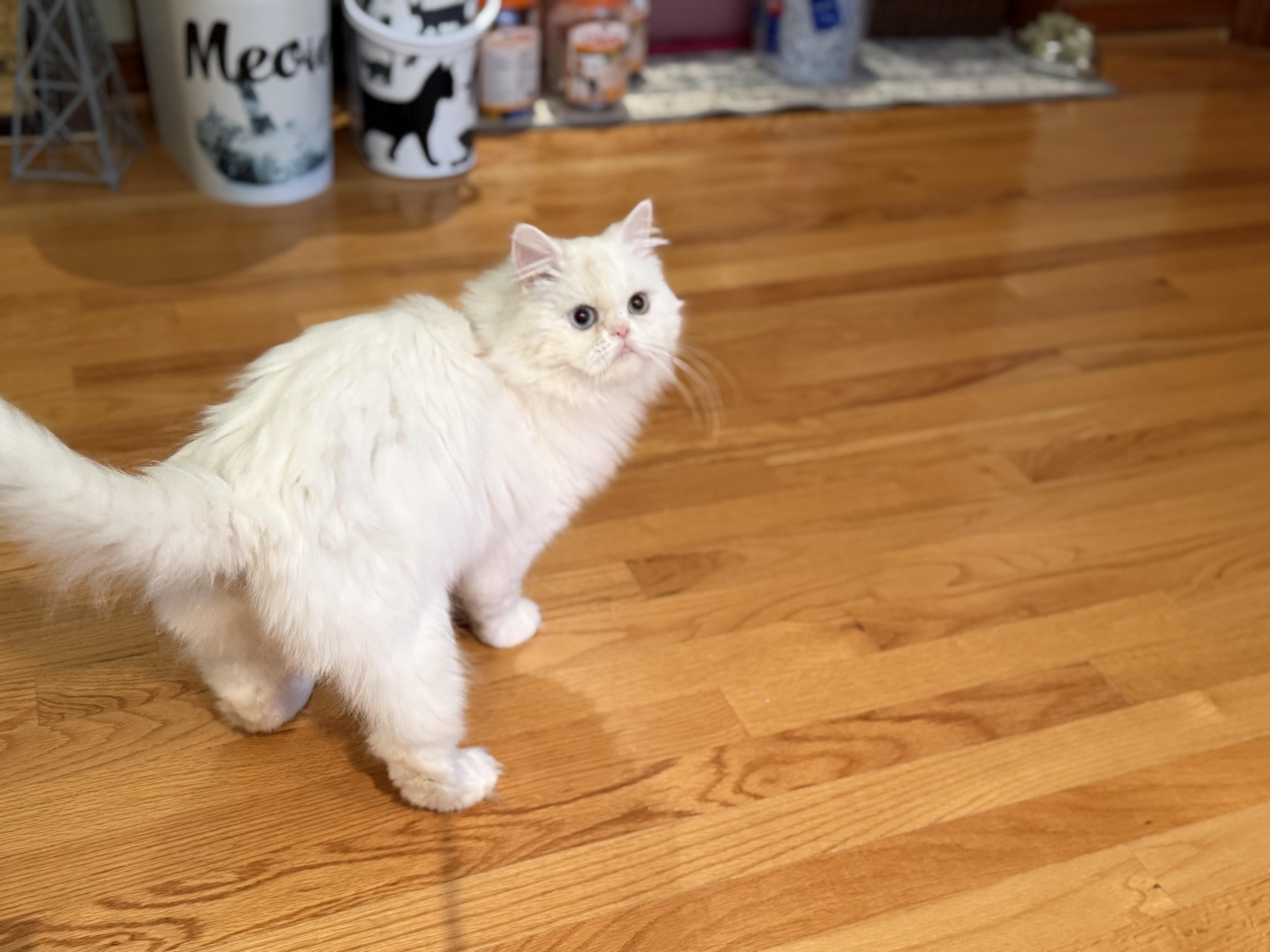 Enlarge Sarah, a ADOPTABLE Persian in Beverly Hills, CA image 2/6