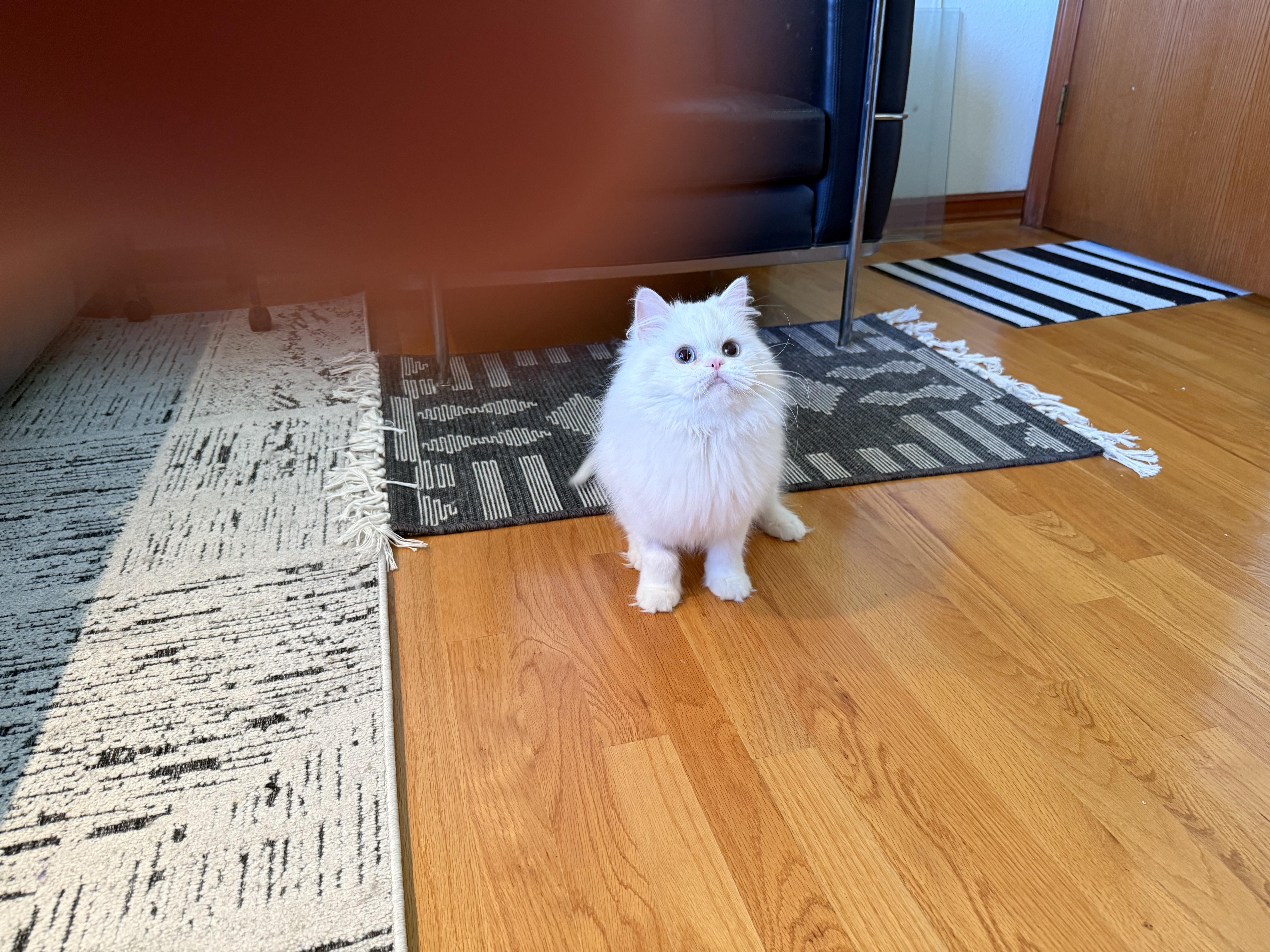 Enlarge Sarah, a ADOPTABLE Persian in Beverly Hills, CA image 6/6