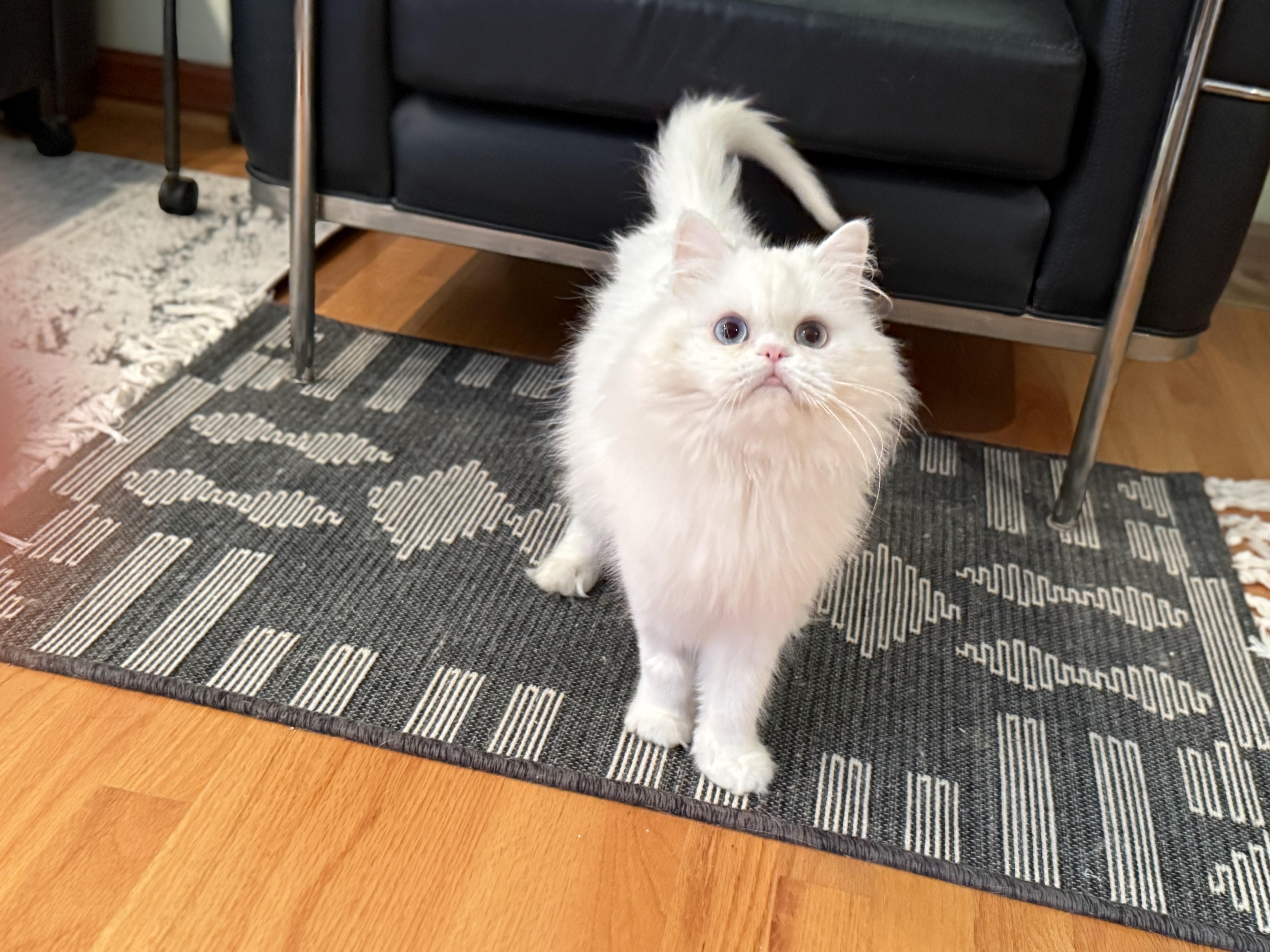 Enlarge Sarah, a ADOPTABLE Persian in Beverly Hills, CA image 3/6