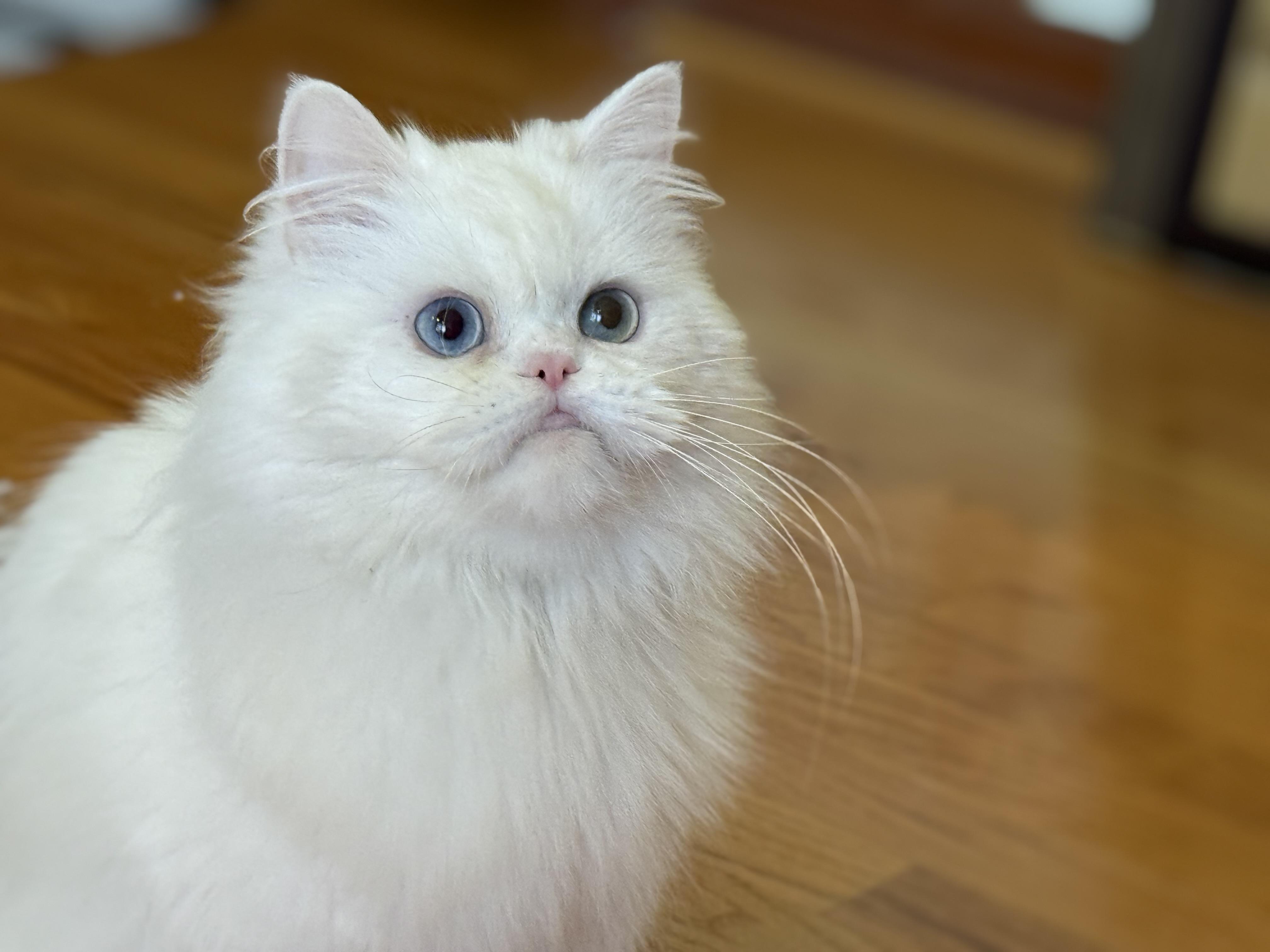 Enlarge Sarah, a ADOPTABLE Persian in Beverly Hills, CA image 5/6