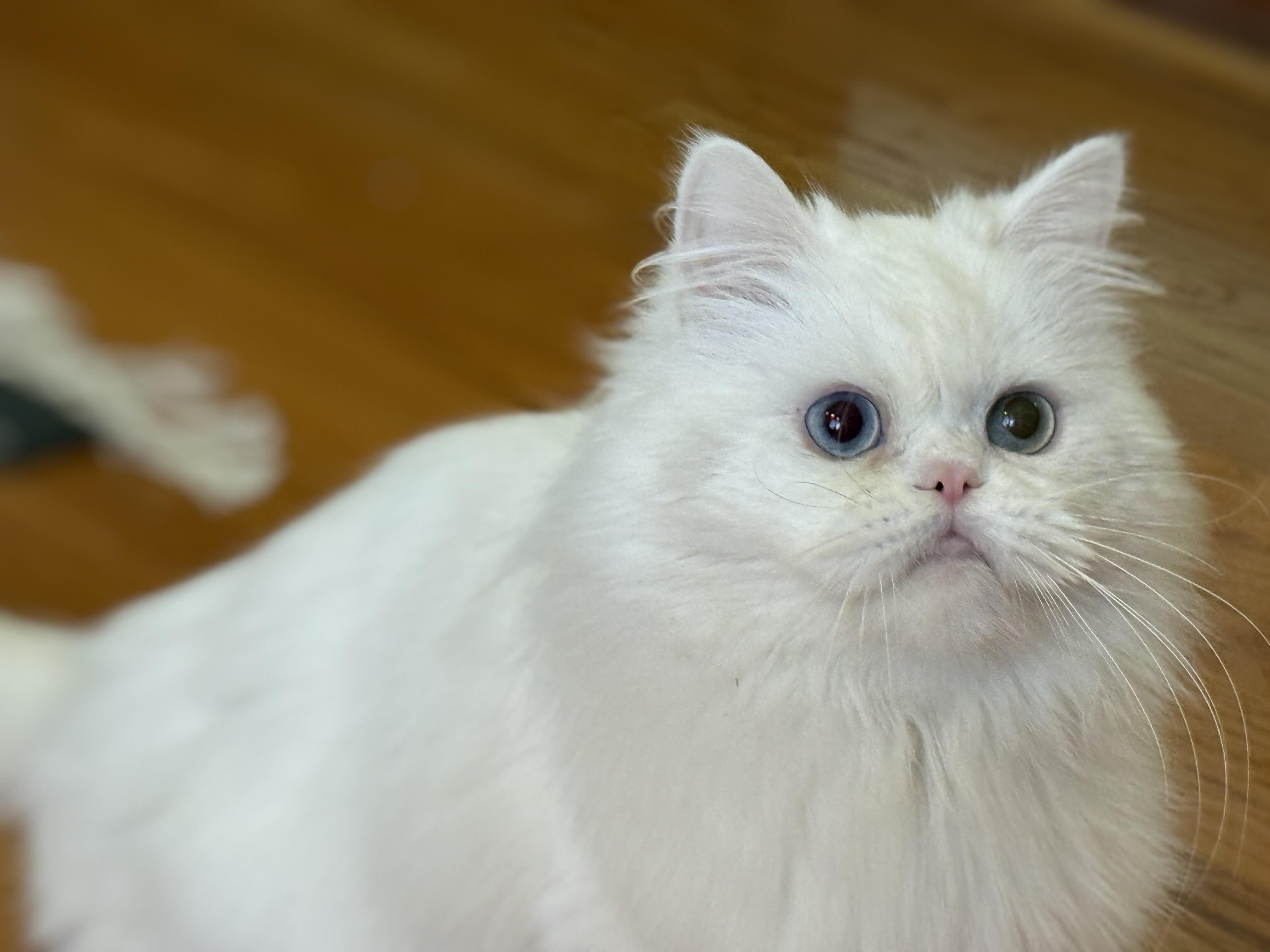 Enlarge Sarah, a ADOPTABLE Persian in Beverly Hills, CA image 1/6