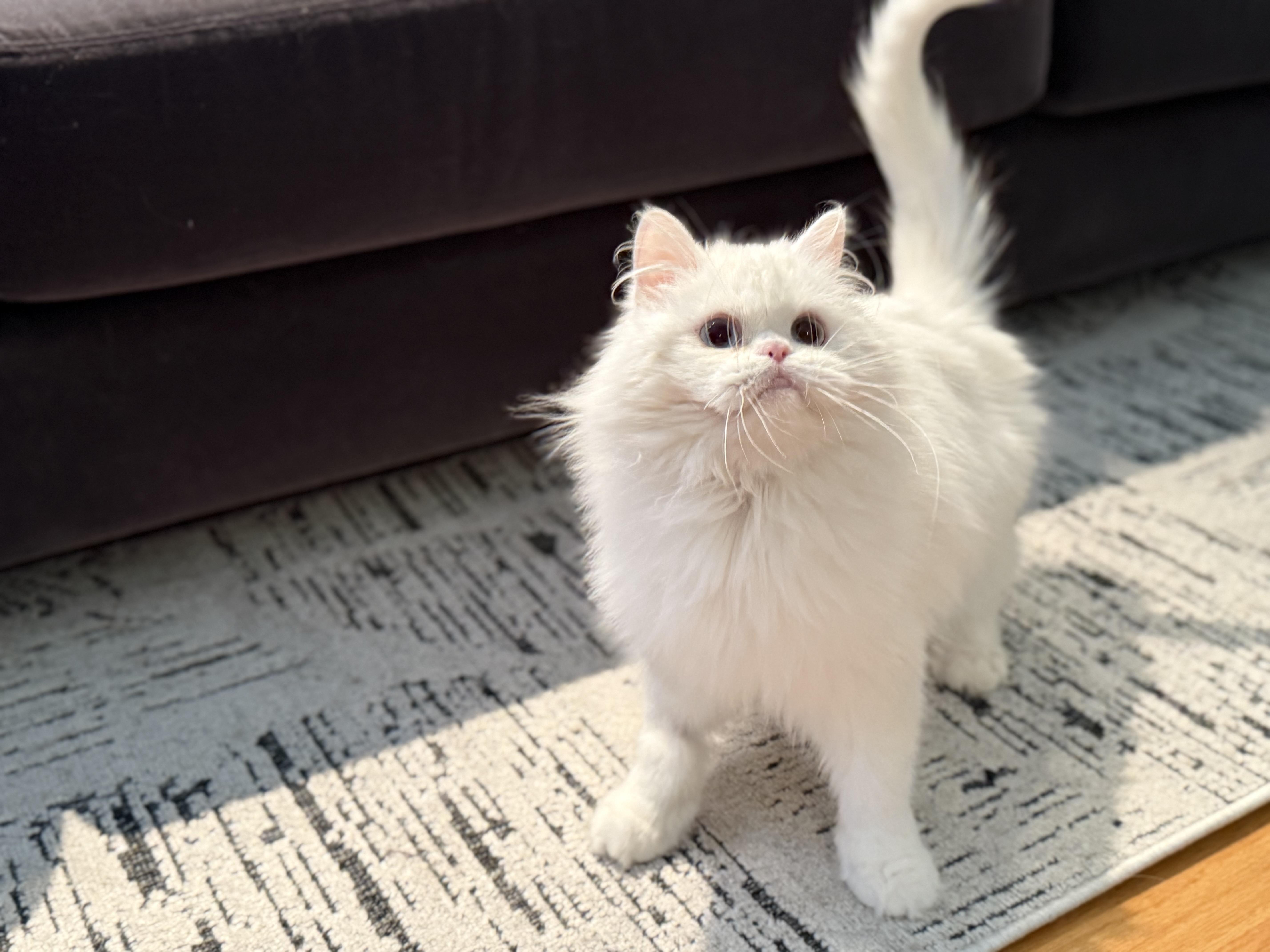 Enlarge Sarah, a ADOPTABLE Persian in Beverly Hills, CA image 4/6