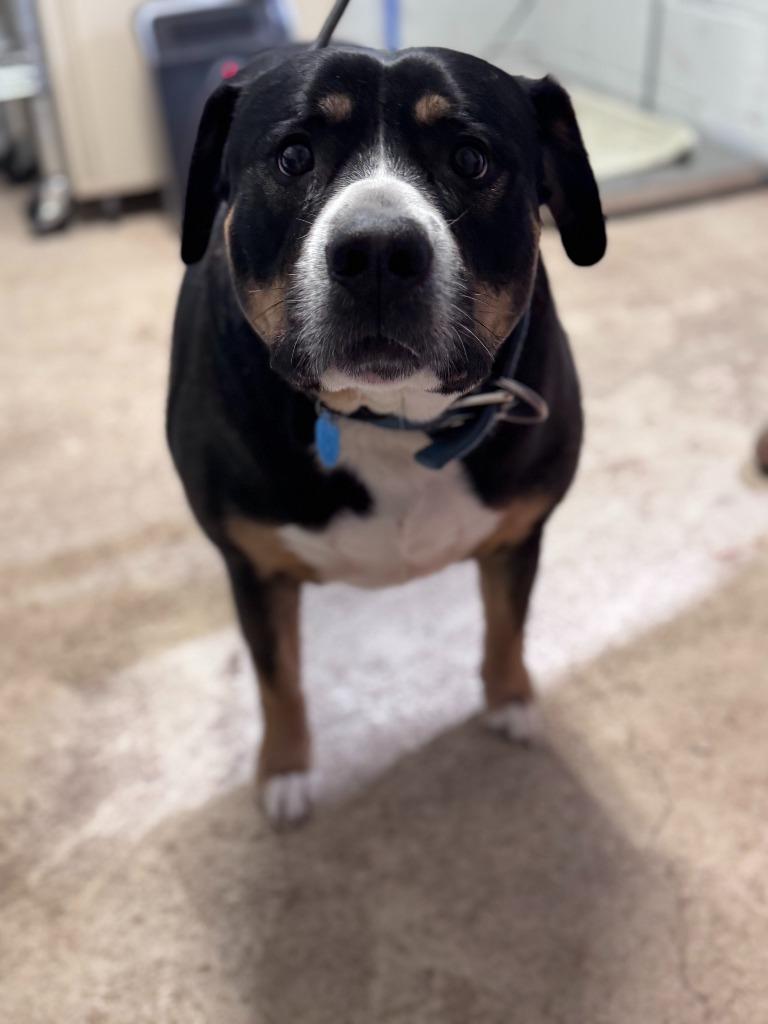 Enlarge Thunder, a Adoptable mixed breed in Russellville, KY image 1/5