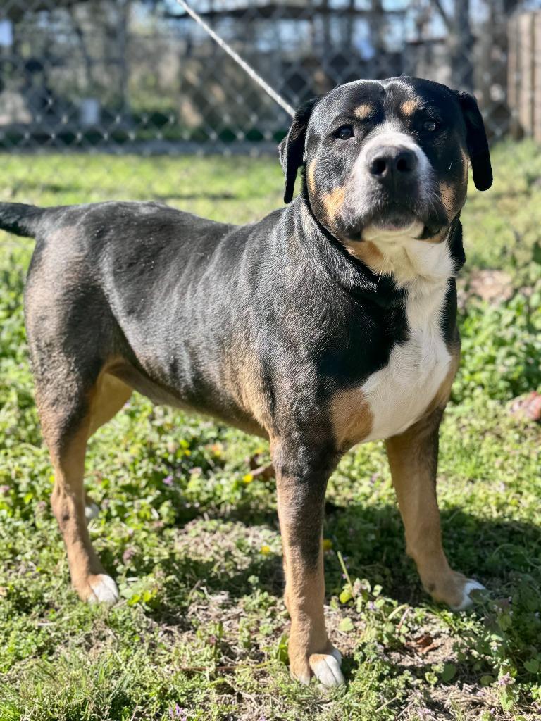 Enlarge Thunder, a Adoptable mixed breed in Russellville, KY image 2/5