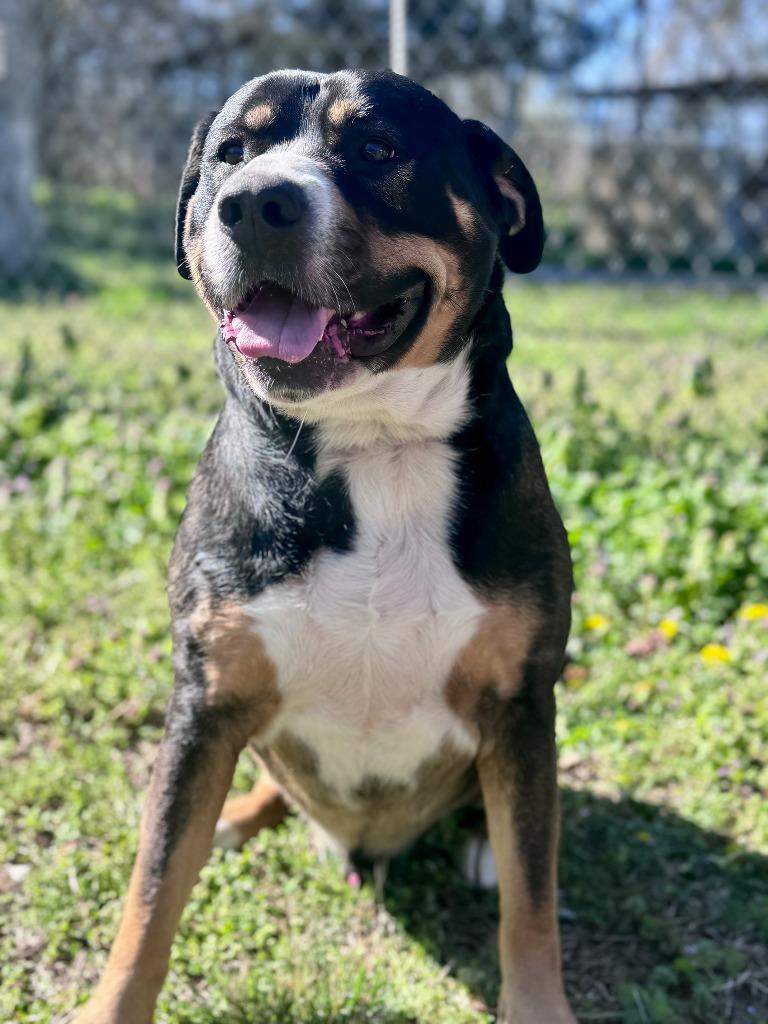 Enlarge Thunder, a Adoptable mixed breed in Russellville, KY image 3/5