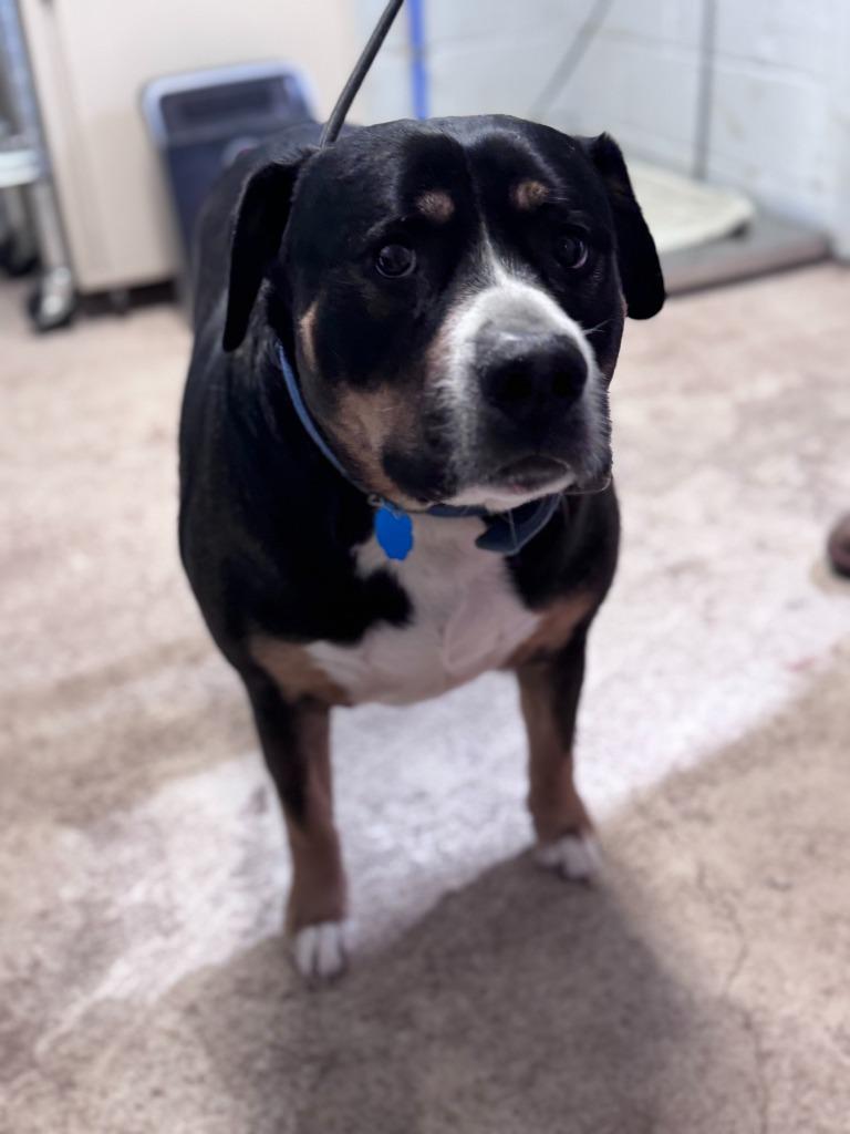 Enlarge Thunder, a Adoptable mixed breed in Russellville, KY image 4/5