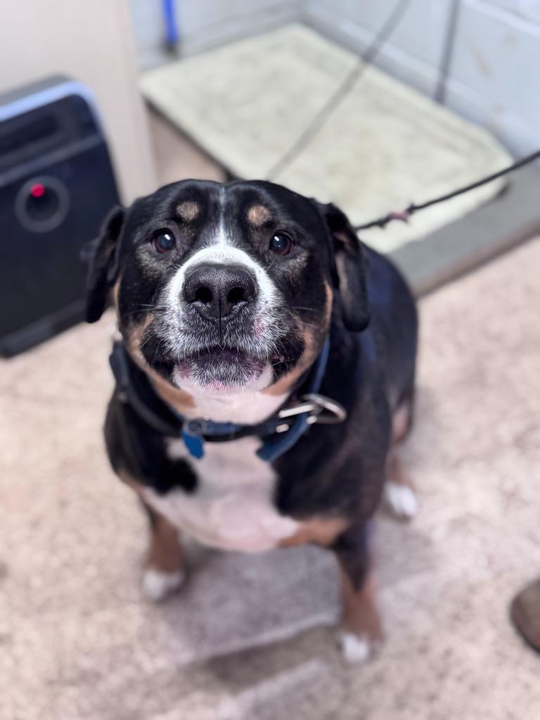 Enlarge Thunder, a Adoptable mixed breed in Russellville, KY image 5/5