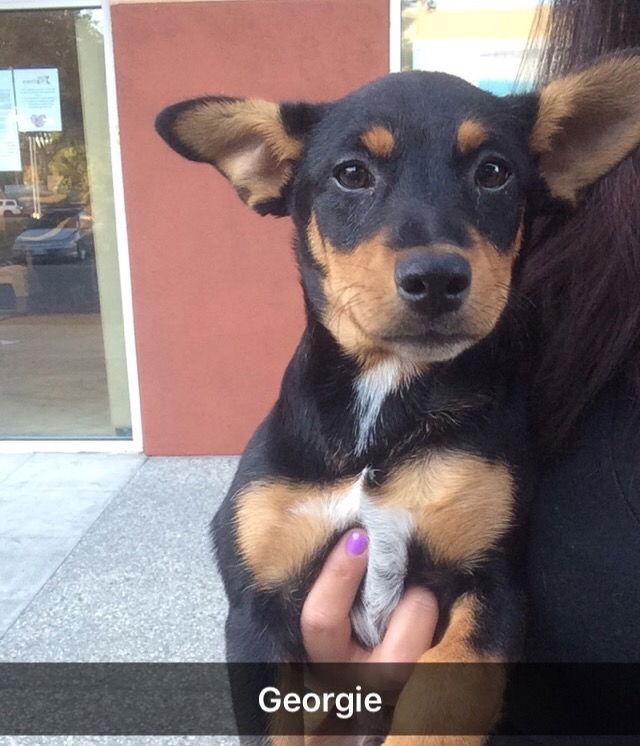 Georgie, Adopted, Puppy Male Doberman Pinscher & Shepherd.