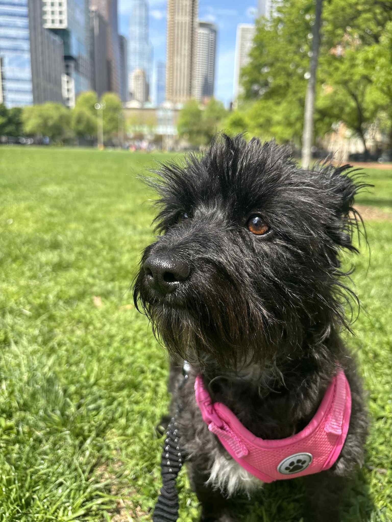 Amy