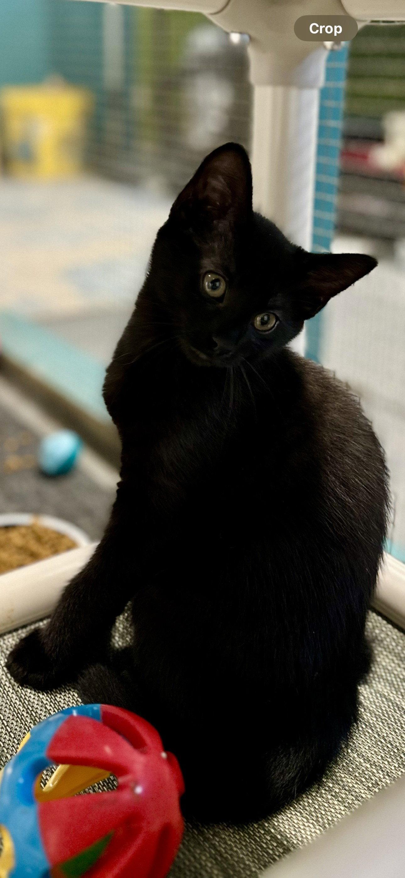 Enlarge Cash, a Adopted Domestic Short Hair in Sistersville, WV image 1/3