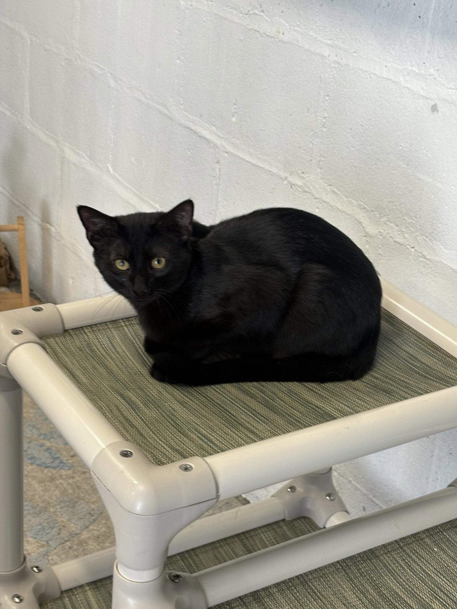 Enlarge Cash, a Adopted Domestic Short Hair in Sistersville, WV image 2/3