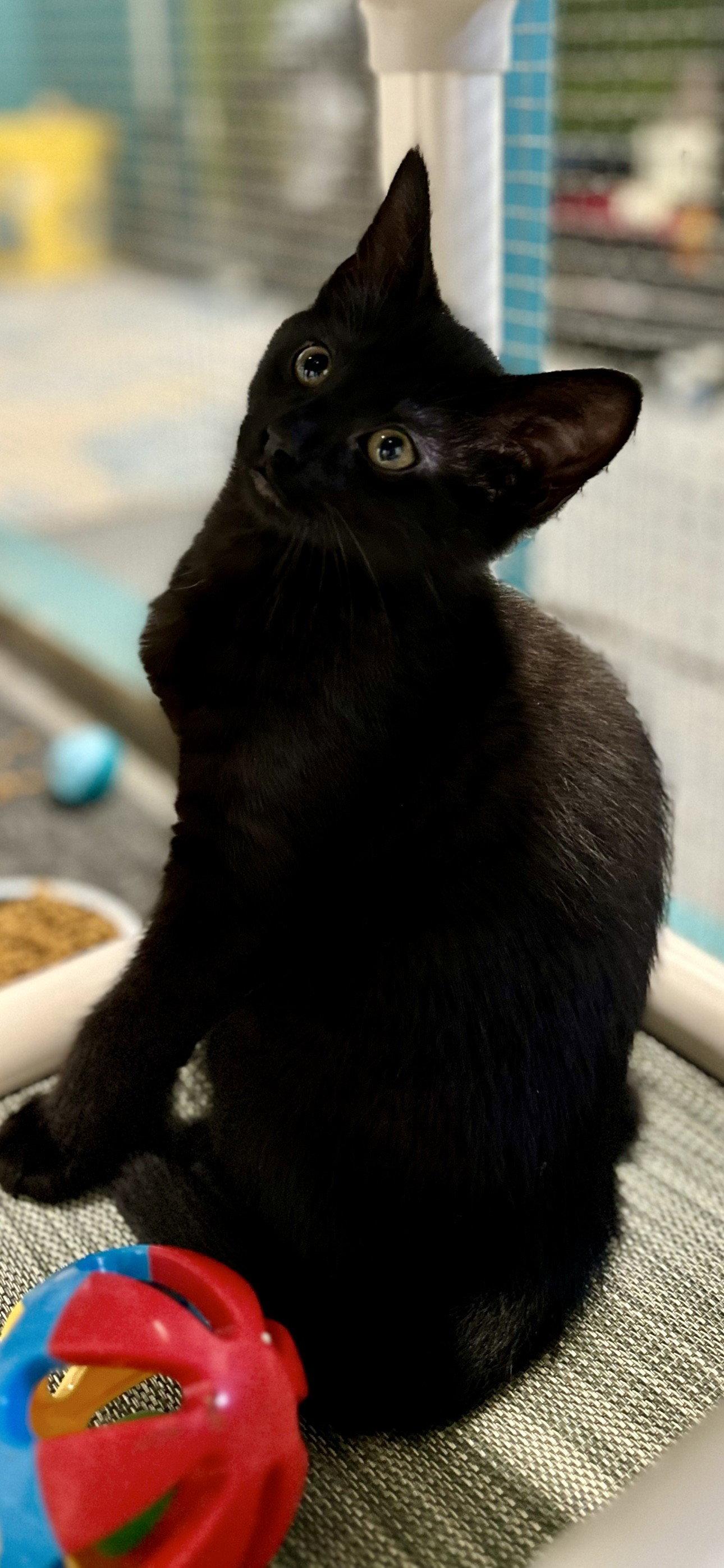 Enlarge Cash, a Adopted Domestic Short Hair in Sistersville, WV image 3/3